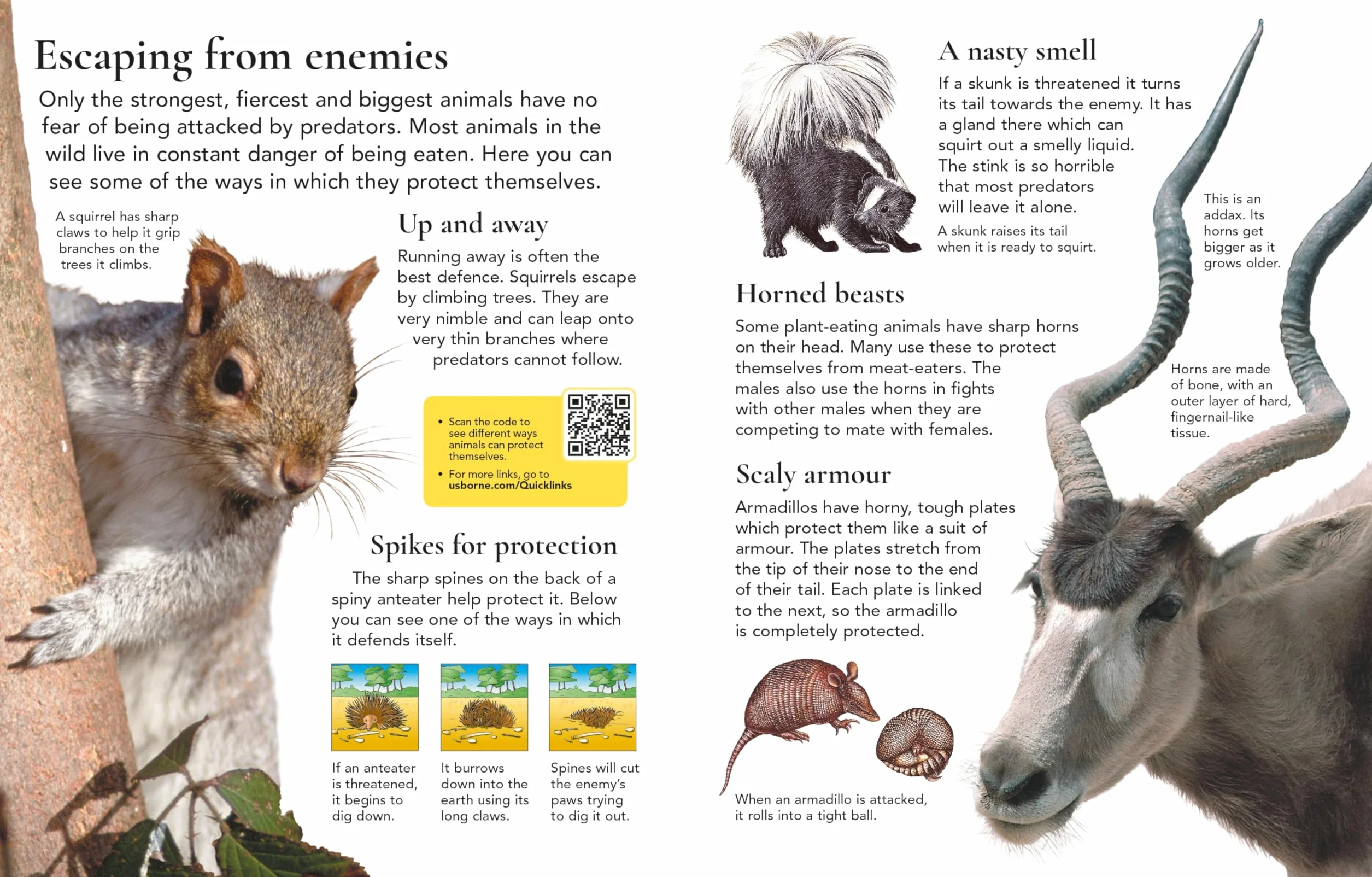 First Encyclopedia of Animals