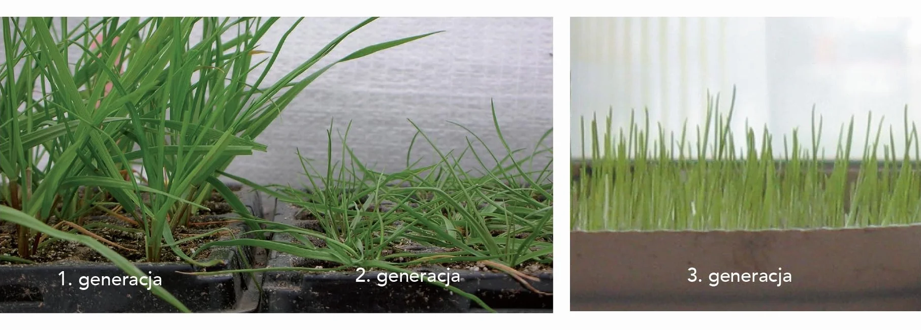 Trawa Barenbrug Regeneracyjna SOS Lawn Repair szybkie kiełkowanie 5kg