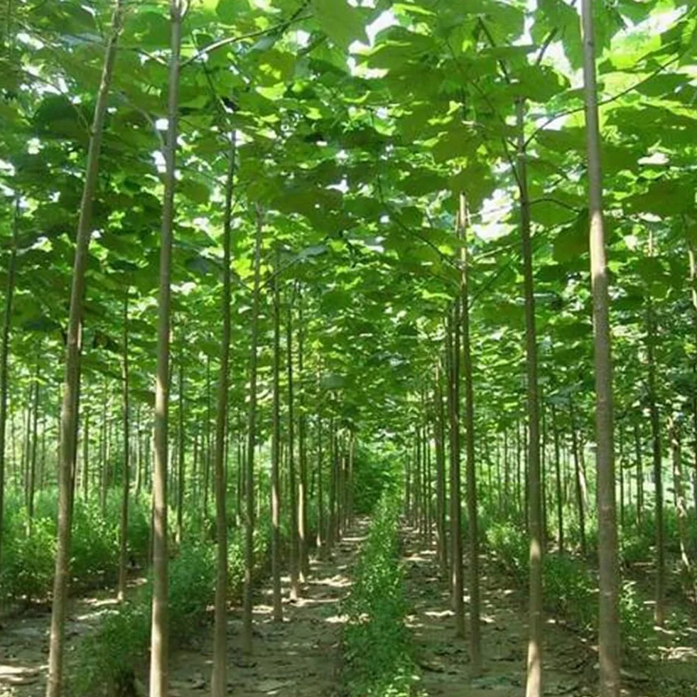 Saterkali Nasiona Paulownia Elongata, 100 szt. Nasiona Paulownia Elongata Las Szybko rosnące drzewo Roślina ogrodowa do domu Nasiona Paulowni