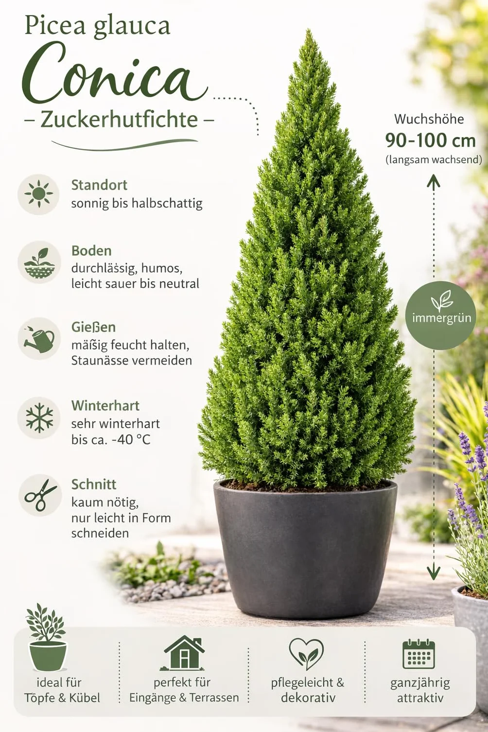 Picea glauca "Conica" świerk biały 90-100 cm – kompaktowa, odporna na mróz karłowata świerczyna idealna jako roślina doniczkowa, osłona przed wiatrem lub dekoracyjne drzewo solitairne do ogrodu