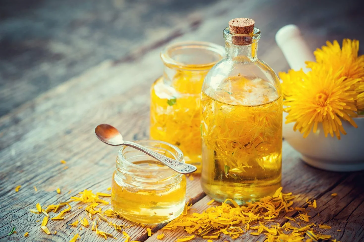 SAFLAX - Bio - Mniszek Lekarski - 400 Nasiona - Taraxacum officinale