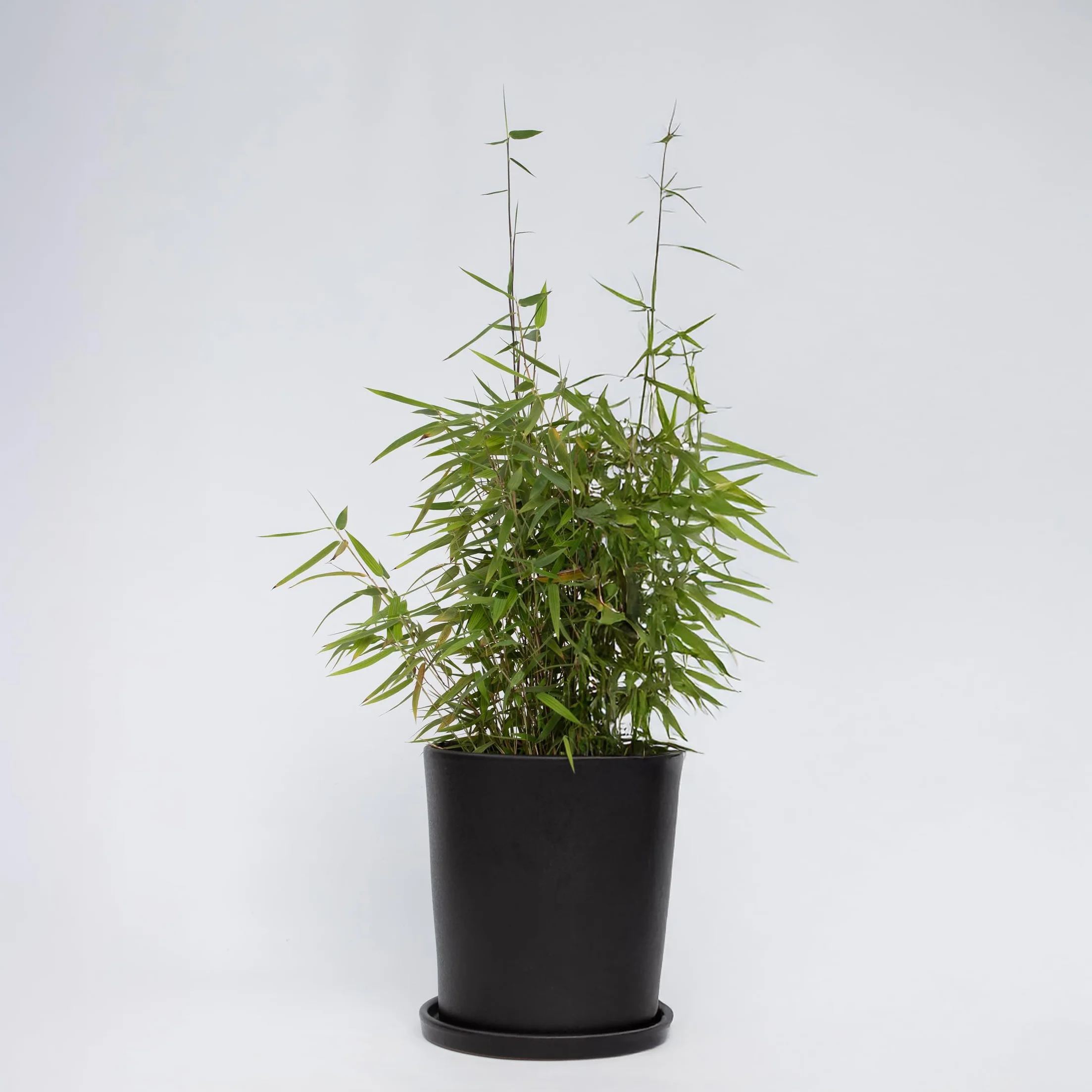 Plant in a Box - Fargesia lśniąca - Fargesia nitida 'Gansu' - Wysokość 60-80cm - Doniczka 17cm - Bambus nieinwazyjny - Zielony