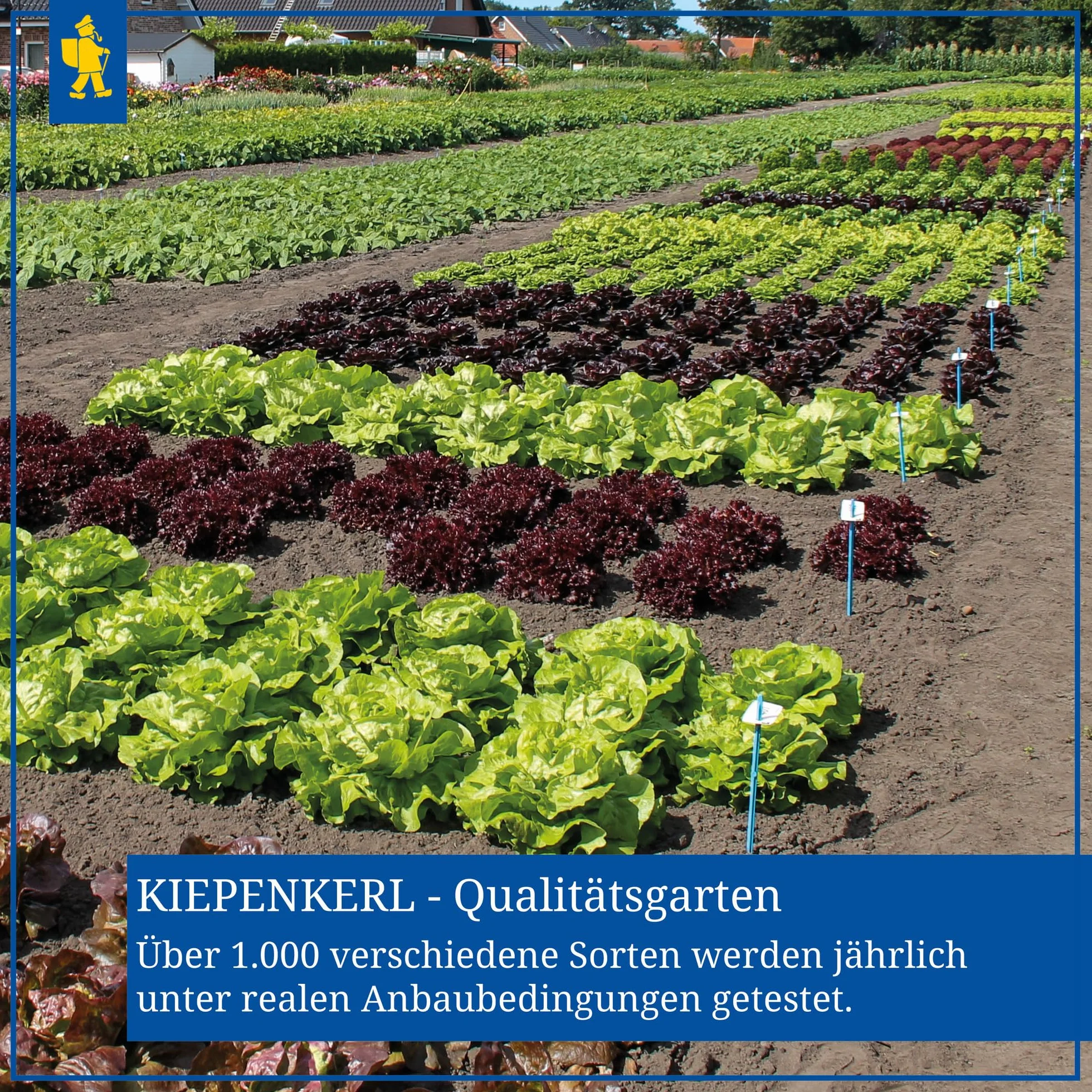 Kiepenkerl Nasiona Papryki Neusiedler Ideal 376 - Wysoko wydajne nasiona papryki jadalnej z grubymi owocami, bogate w witaminy i aromatyczne - Materiał siewny na 20 roślin