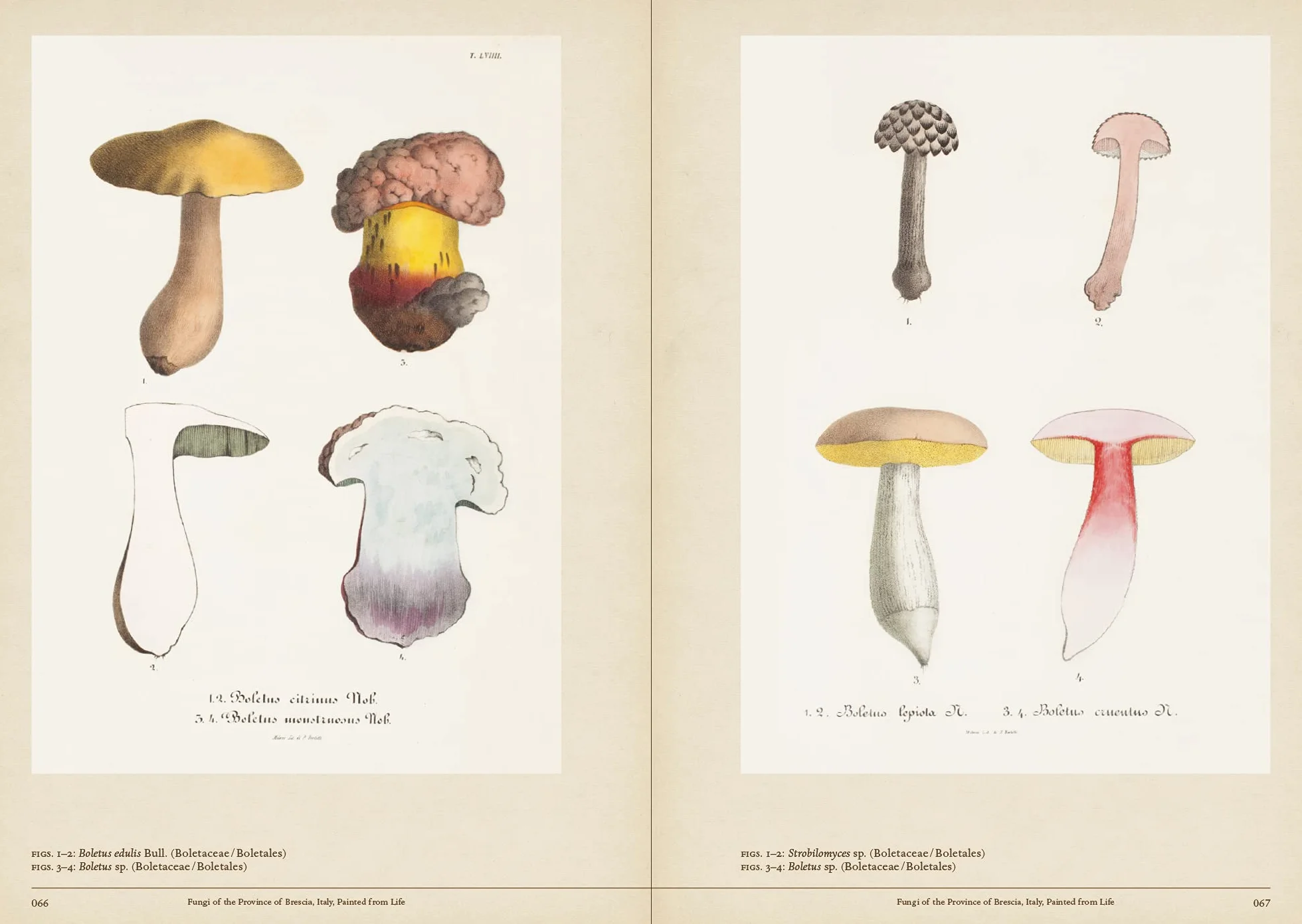 Mushroom Botanical Art /anglais