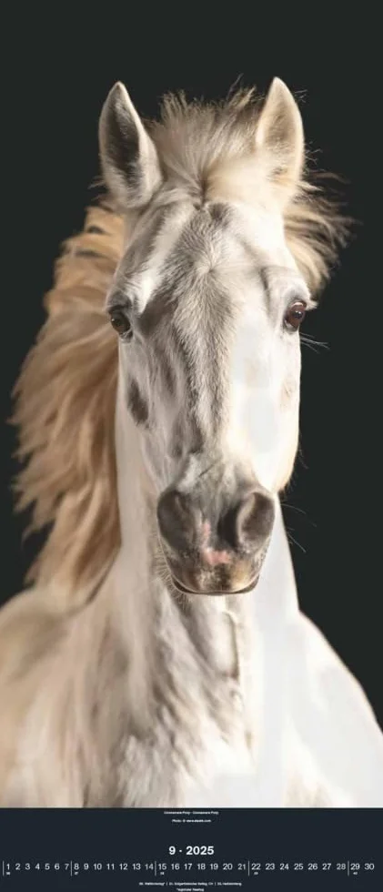 N NEUMANNVERLAGE - Beautiful Horses 2025 Wandkalender, 30x70cm, Kalender mit zwölf grandiosen Pferdeportraits, außergewöhnliche Aufnahmen, Spiralbindung und internationales Kalendarium