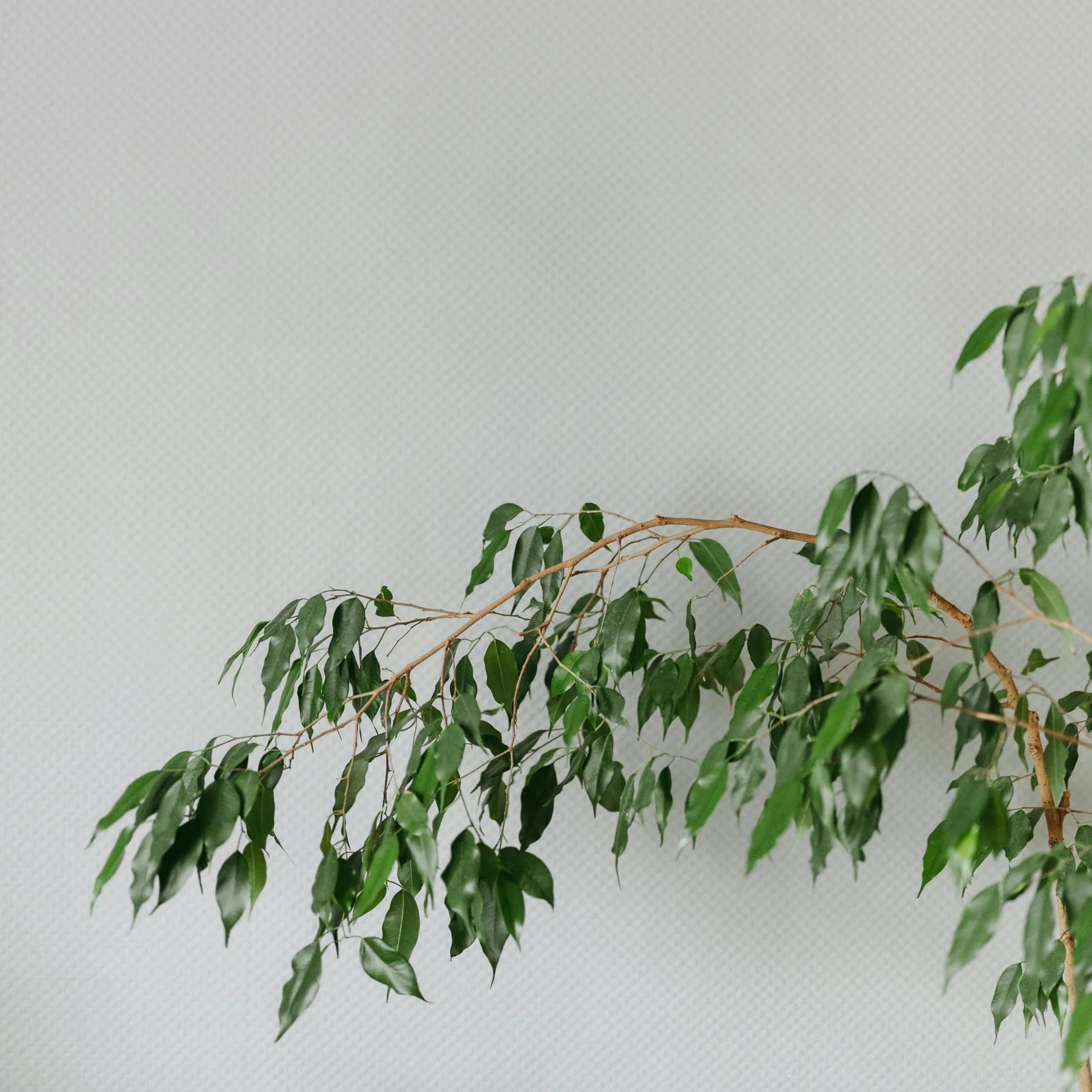 Plant in a Box - Ficus benjamina Danielle - Real Houseplant Large - Fiddle Plant - Doniczka 21cm - Wysokość 100-110cm