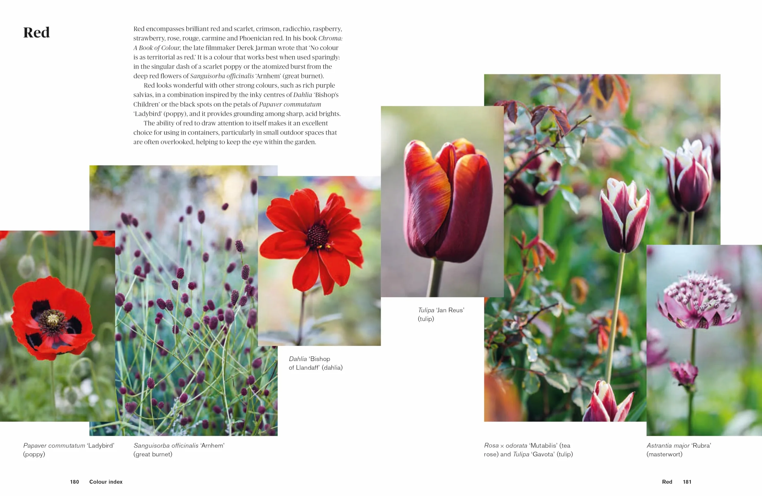 Colour in the Garden: Stylish Ideas for Year-Round Colour
