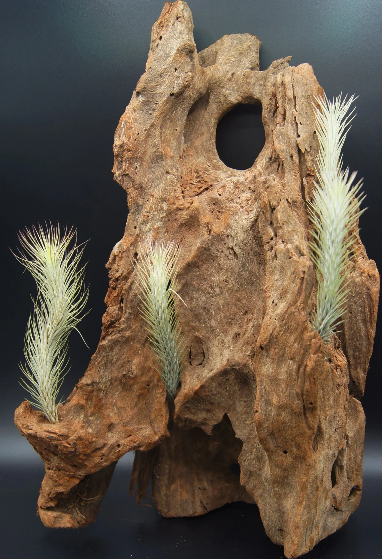 Oplandsien, tillandsia funckiana, roślina jeżynowa.