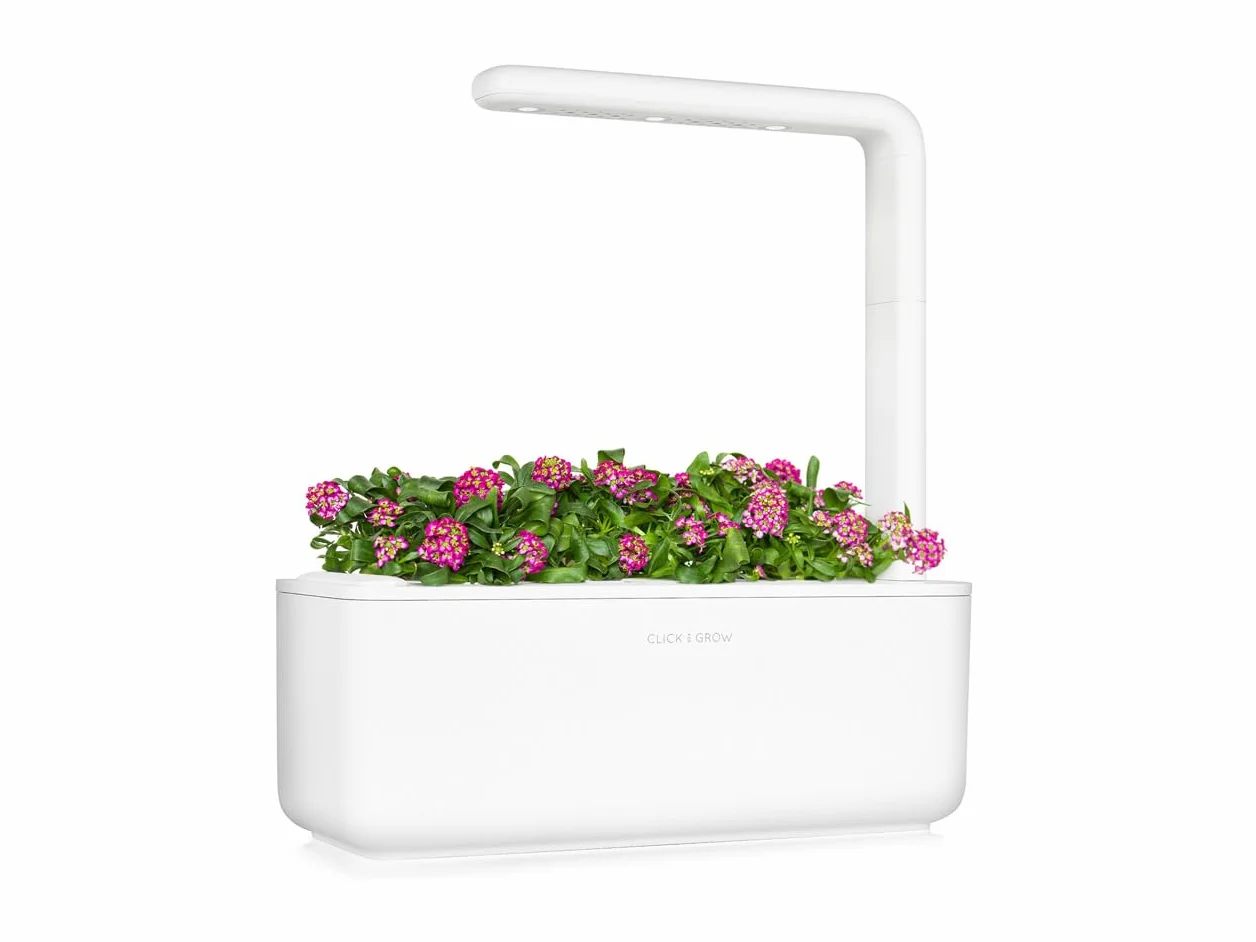 Click & Grow Plant Pods, smagliczka nadmorska, kapsułki roślinne do Smart Garden, 3-pak