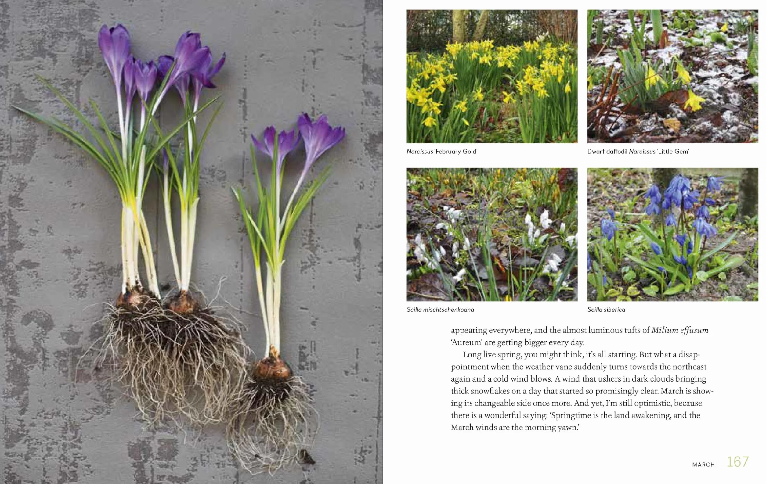 My Garden: A Year of Design and Experimentation