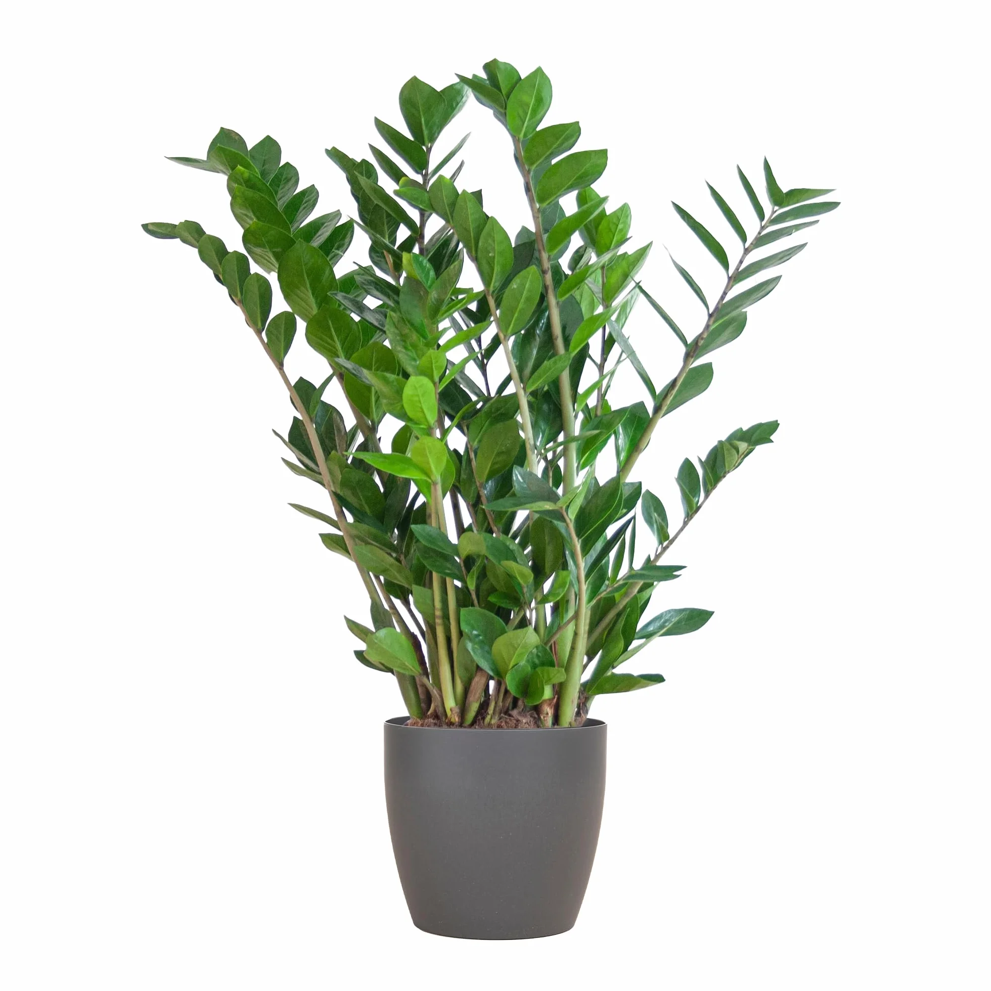 Zamioculcas Zamiifolia z Viber grey - 70-80cm - Ø21cm - Roślina doniczkowa - Zimozielony