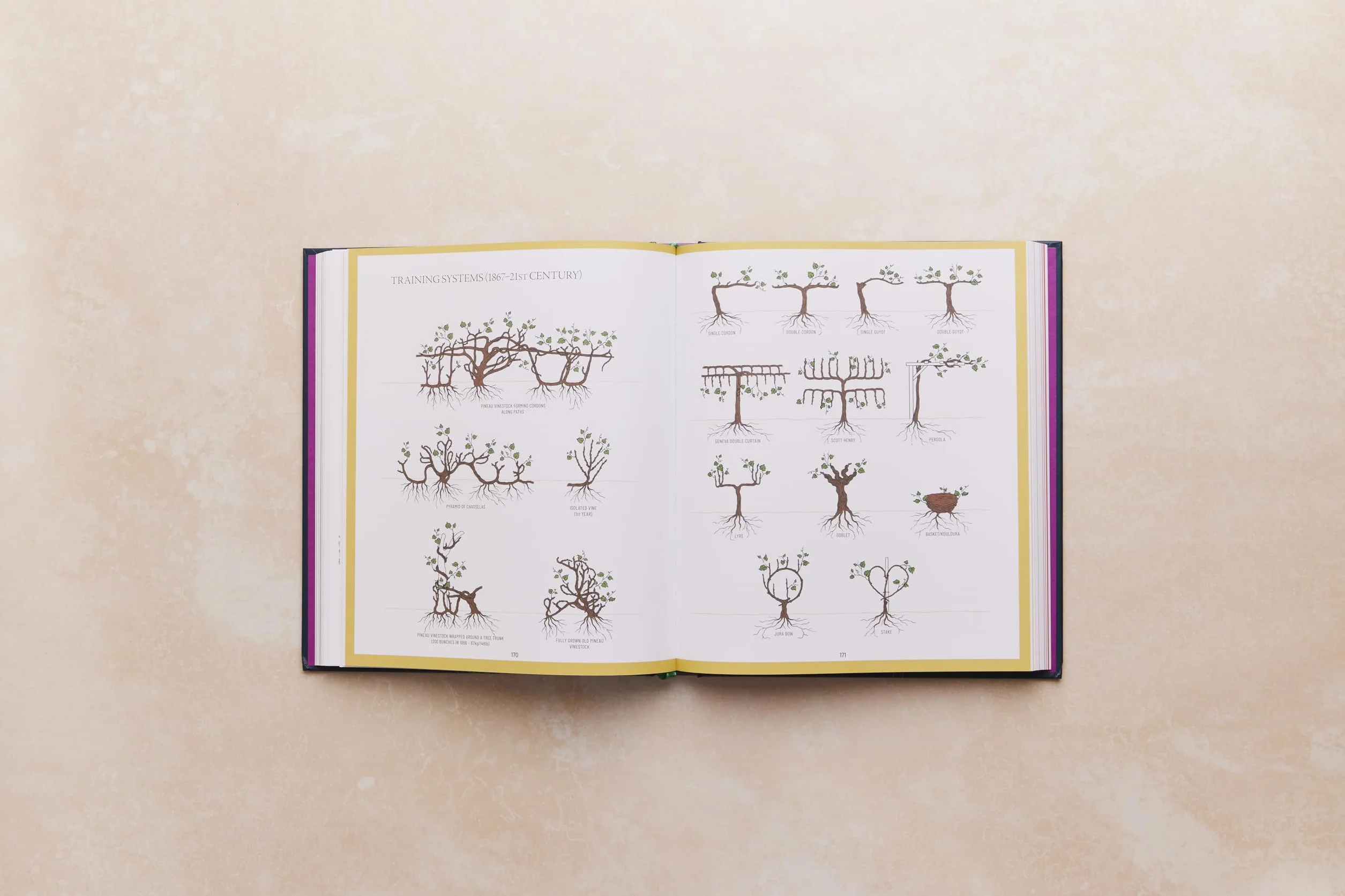 One Thousand Vines: A New Way to Understand Wine