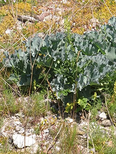Jarmuż morski (Crambe maritima) 10 nasion Jarmuż morski Jarmuż plażowy Jarmuż przybrzeżny