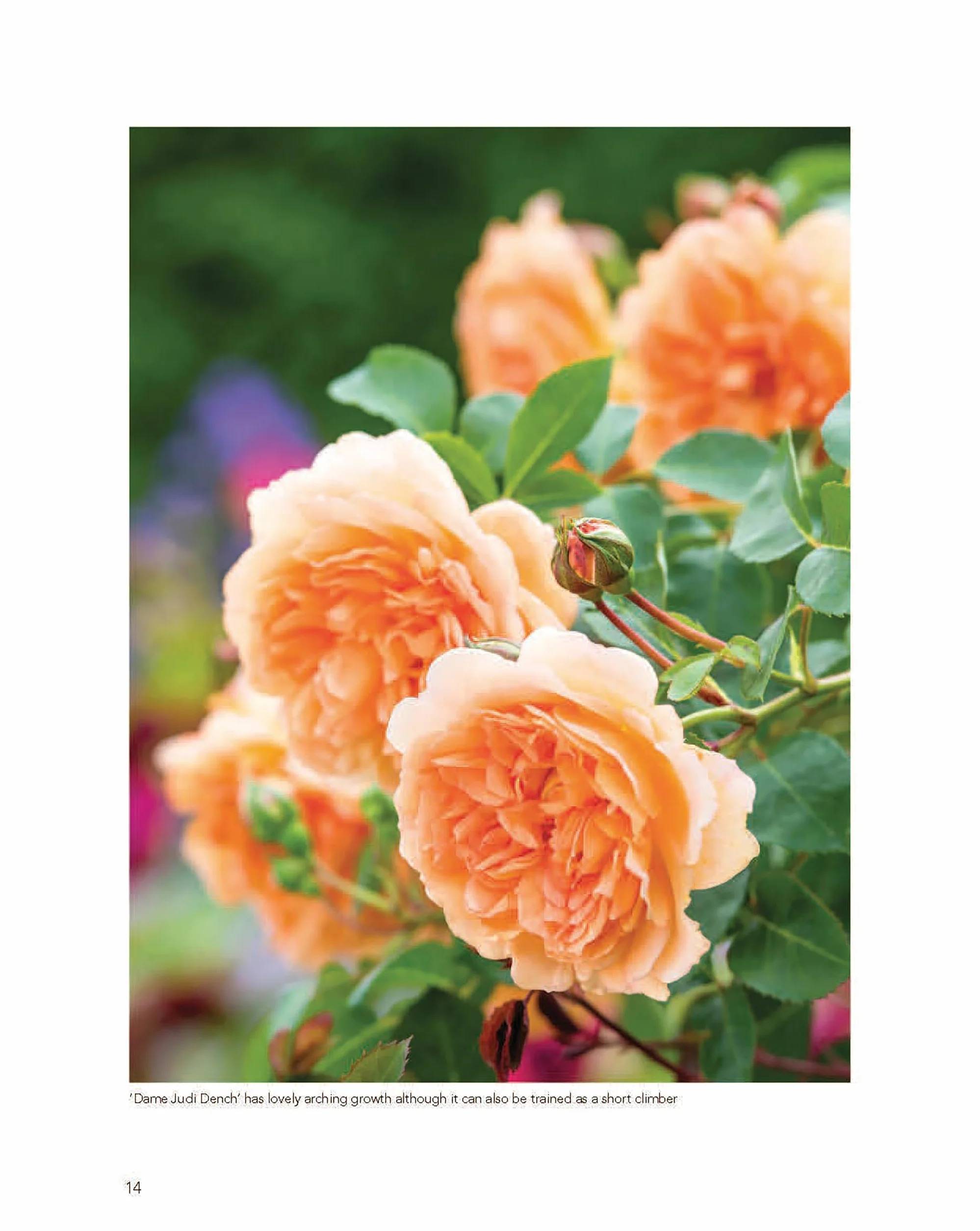 David Austin's English Roses