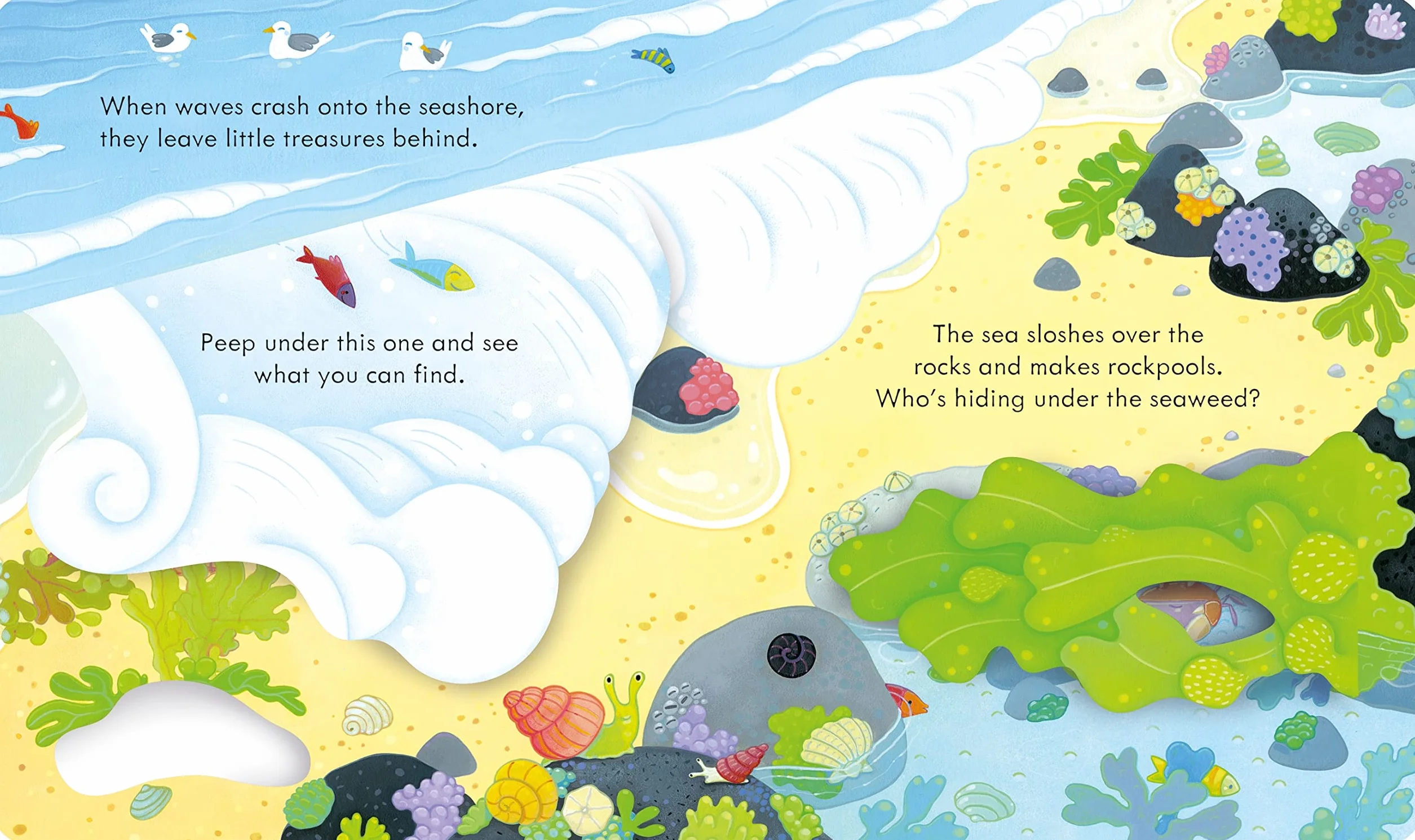 Peep Inside the Seashore