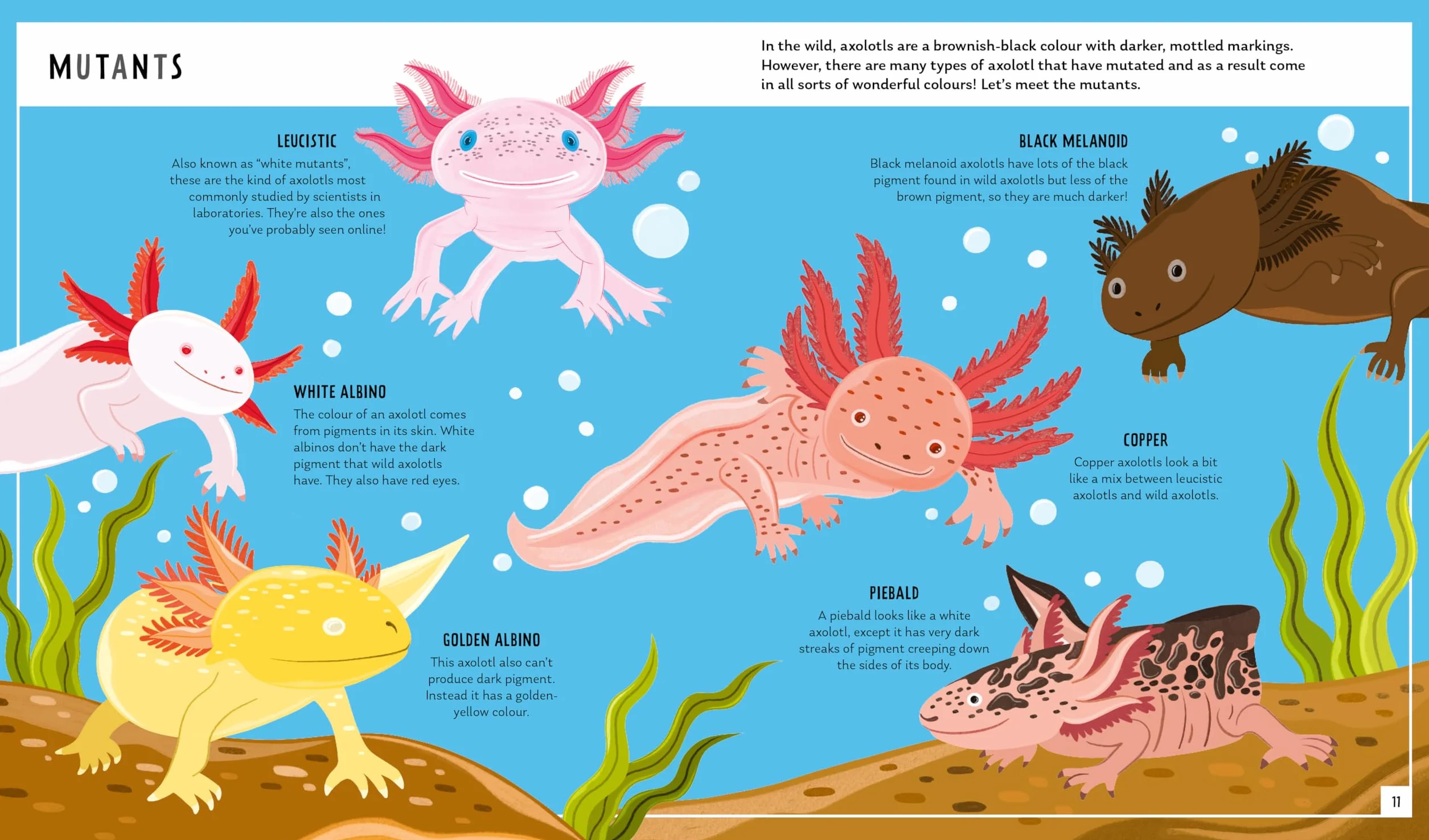 Axolotl (Young Zoologist): A First Field Guide to the Amphibian That Never Grows Up