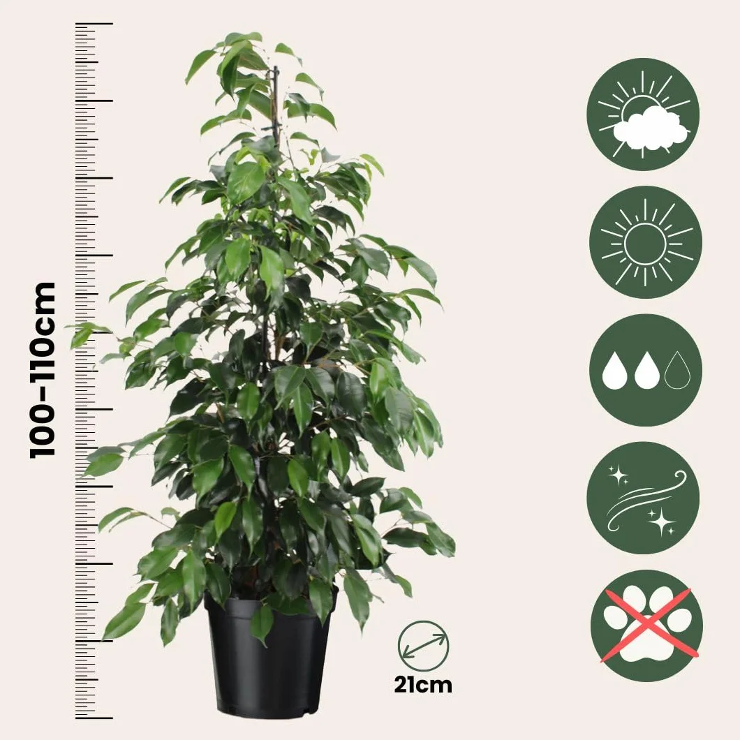 Plant in a Box - Ficus benjamina Danielle - Real Houseplant Large - Fiddle Plant - Doniczka 21cm - Wysokość 100-110cm