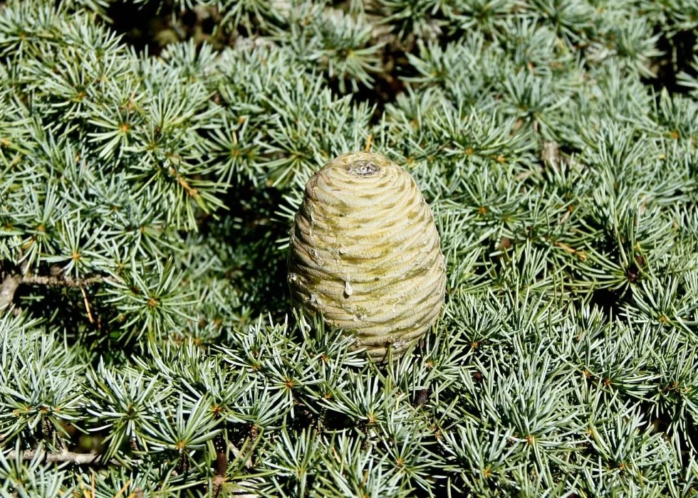 SAFLAX - Liban - Cedr - 20 Nasiona - Z pożywką wolną od zarazków - Cedrus libani