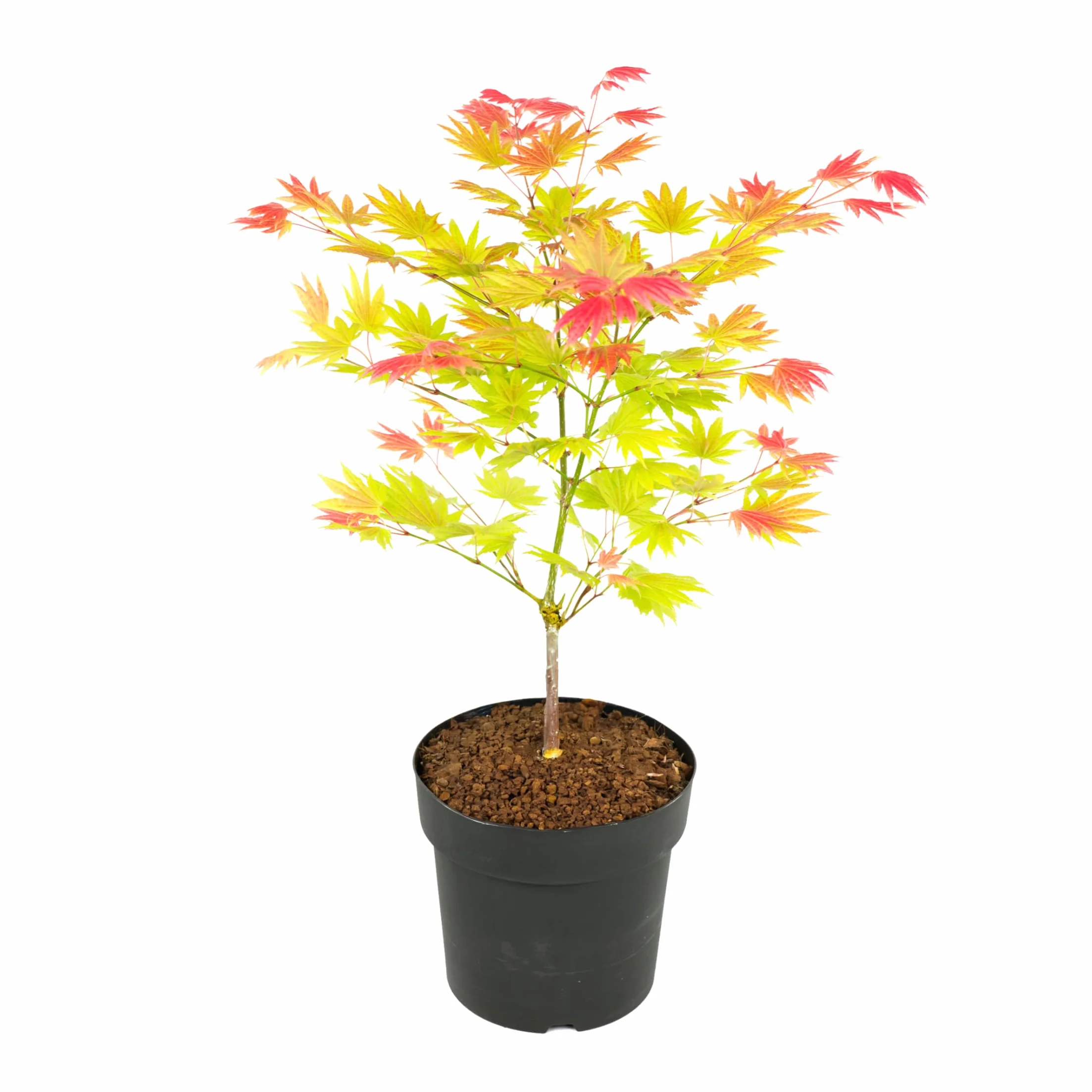 Plant in a Box - Acer palmatum 'Moonrise' - klon japoński Odporny na zimę - Doniczka 19cm - Wysokość 40-50cm