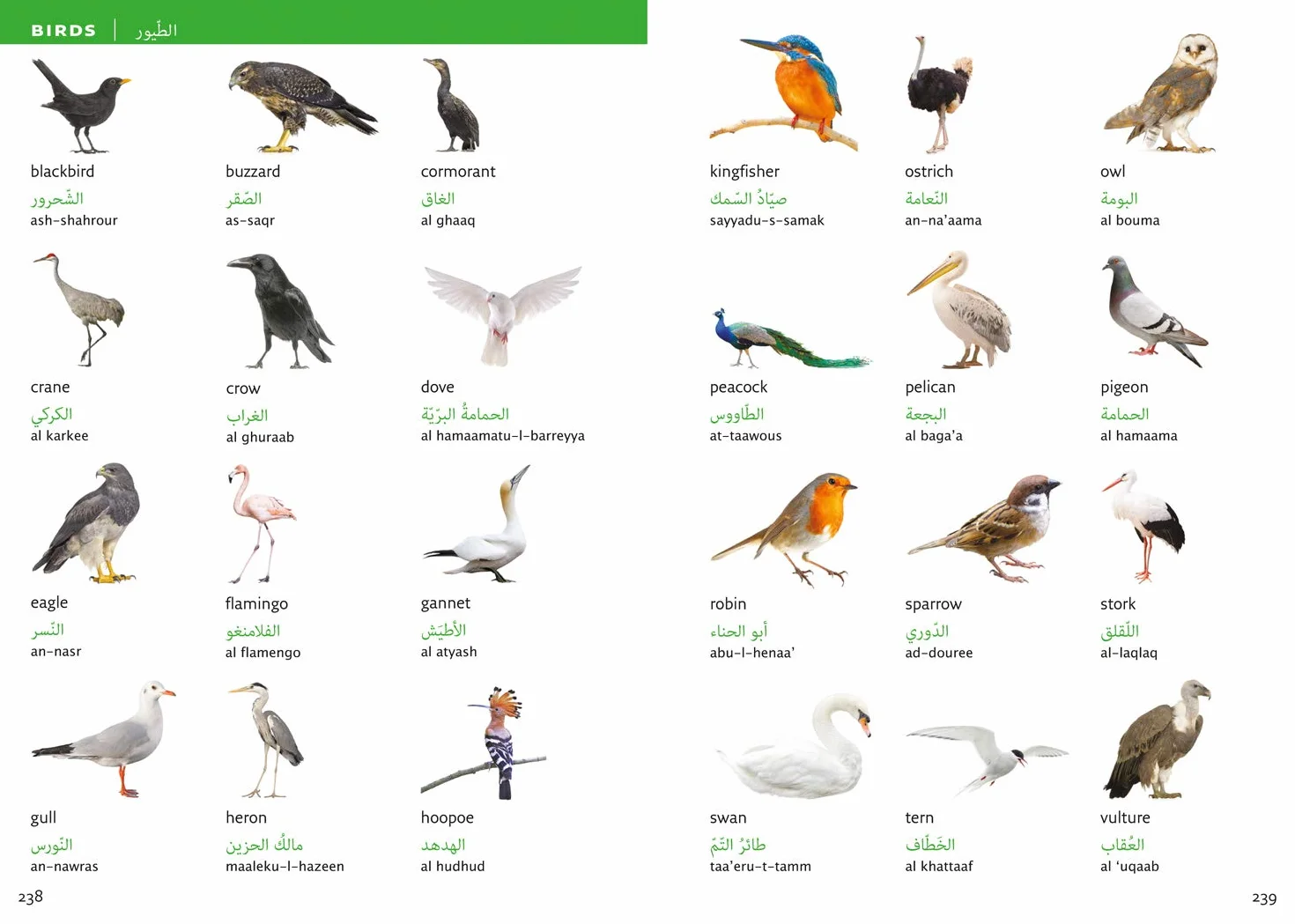 Arabic Visual Dictionary: A photo guide to everyday words and phrases in Arabic