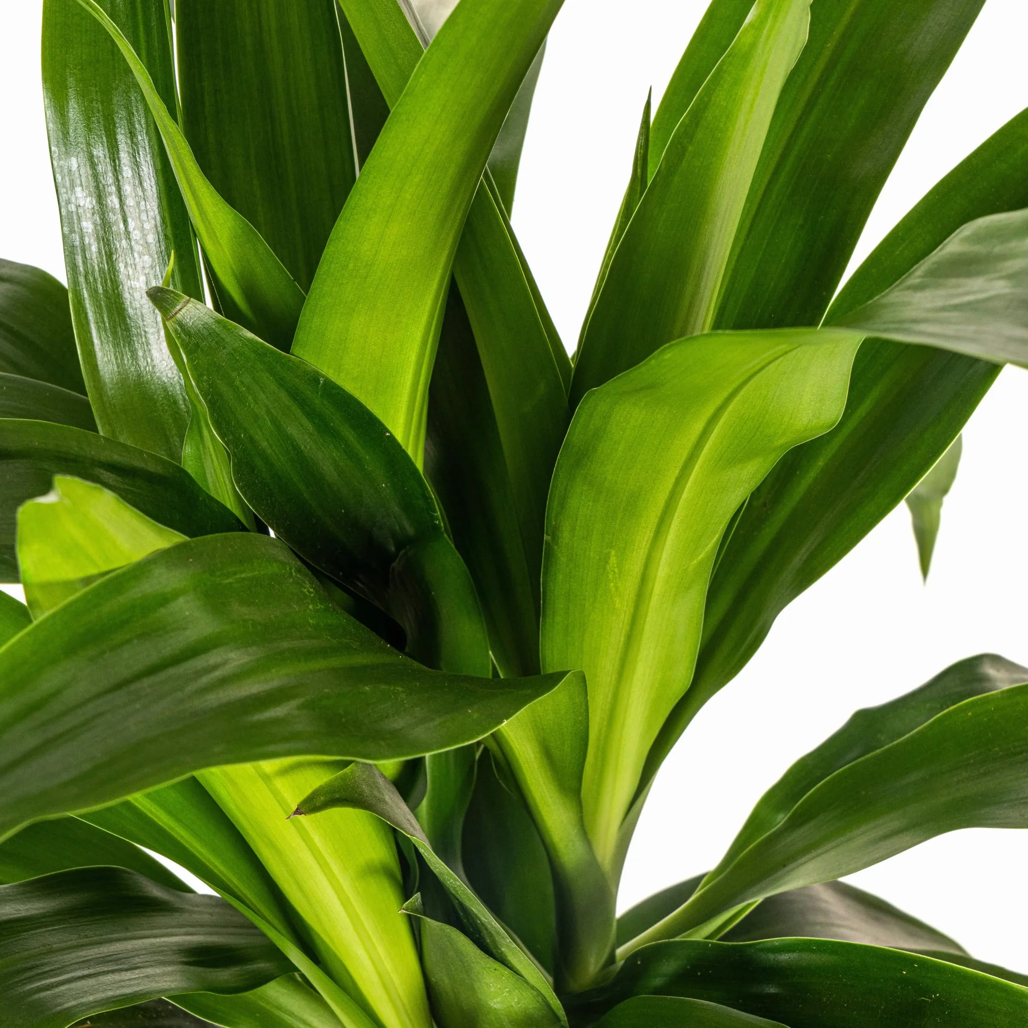 Exotenherz Dracena deremensis "Lisa" – roślina zielona – ok. 70–90 cm wysokości