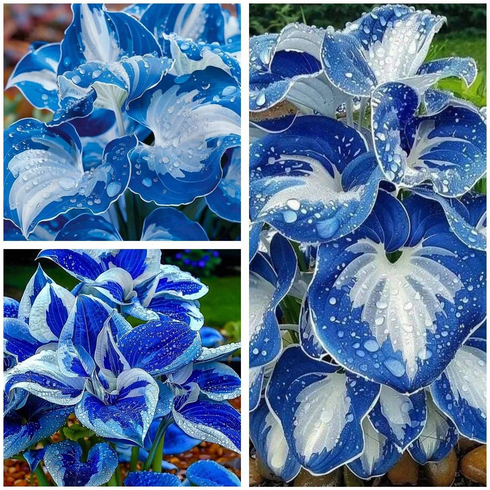 Hosta kłącza, łatwe w pielęgnacji podkładki do ogrodu i doniczki, 4 hosta-B