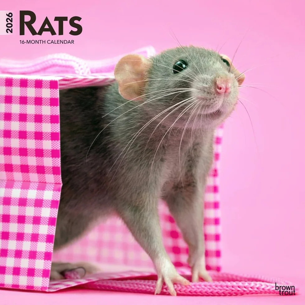 Rats – Ratten 2026 – 16-Monatskalender: Original BrownTrout-Kalender [Mehrsprachig] [Kalender]