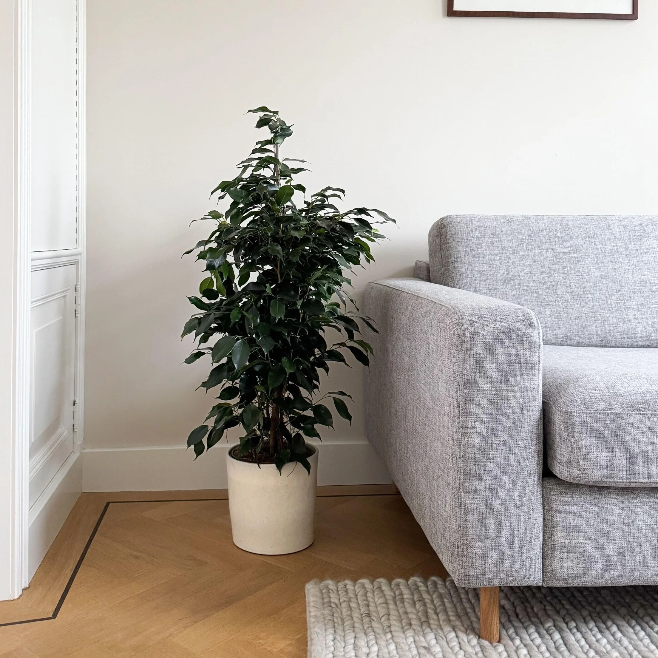 Plant in a Box - Ficus benjamina Danielle - Real Houseplant Large - Fiddle Plant - Doniczka 21cm - Wysokość 100-110cm