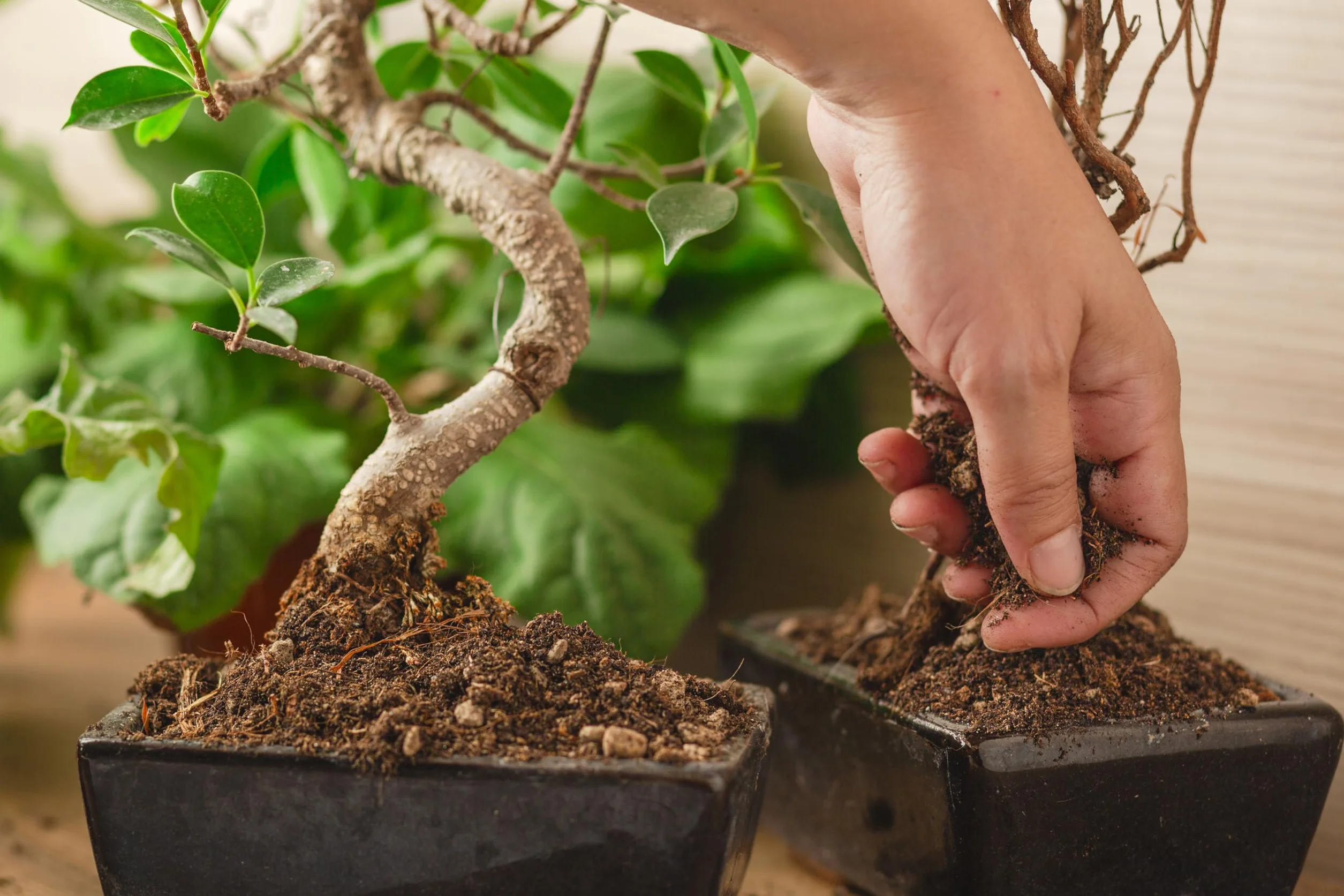 R&R SHOP – Profesjonalna ziemia CE do Bonsai, tylko europejskie surowce, dopuszczona w rolnictwie ekologicznym (3L)