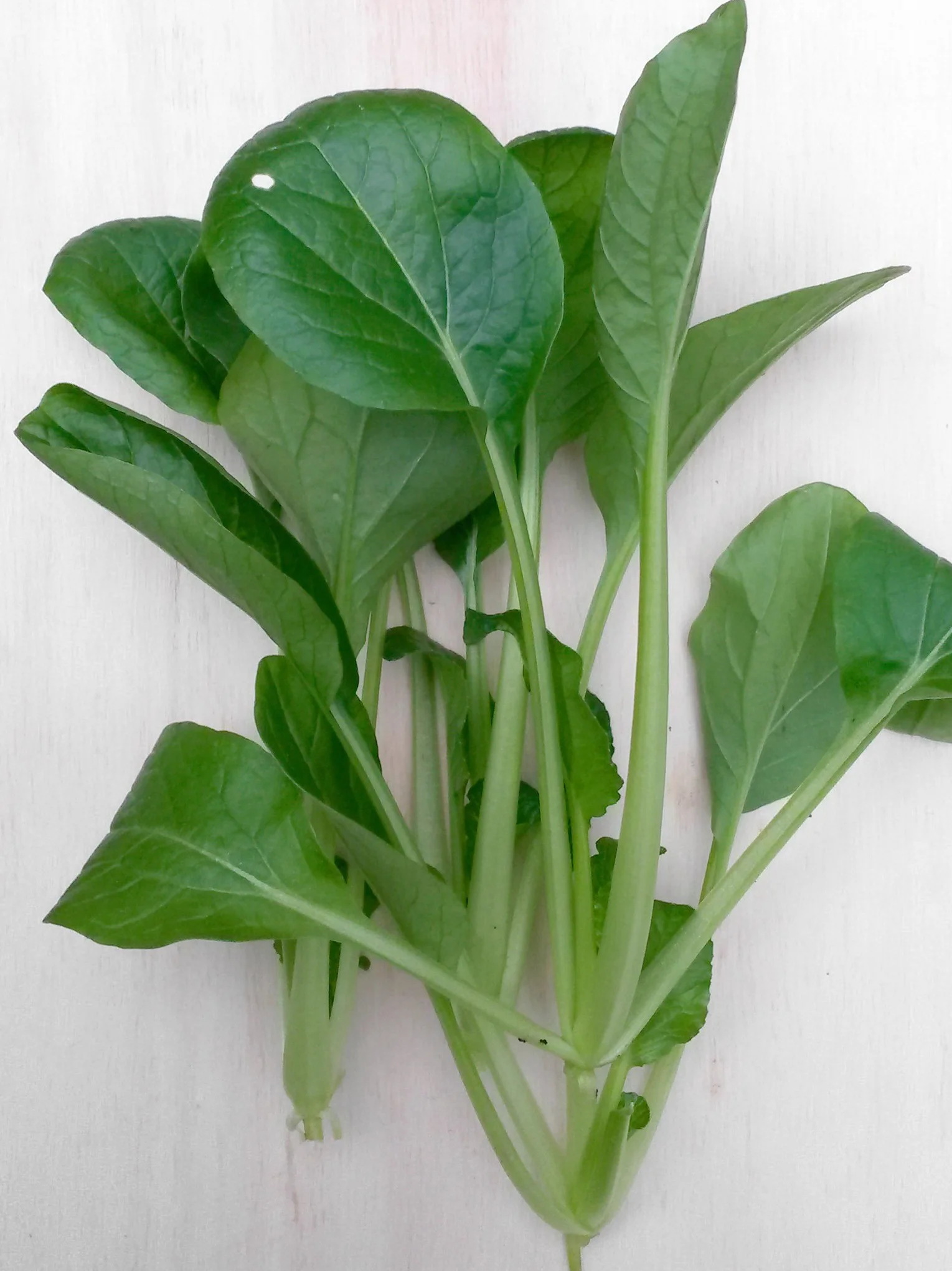 Komatsuna (Brassica rapa var. perviridis) 300 nasion Japoński szpinak gorczycowy