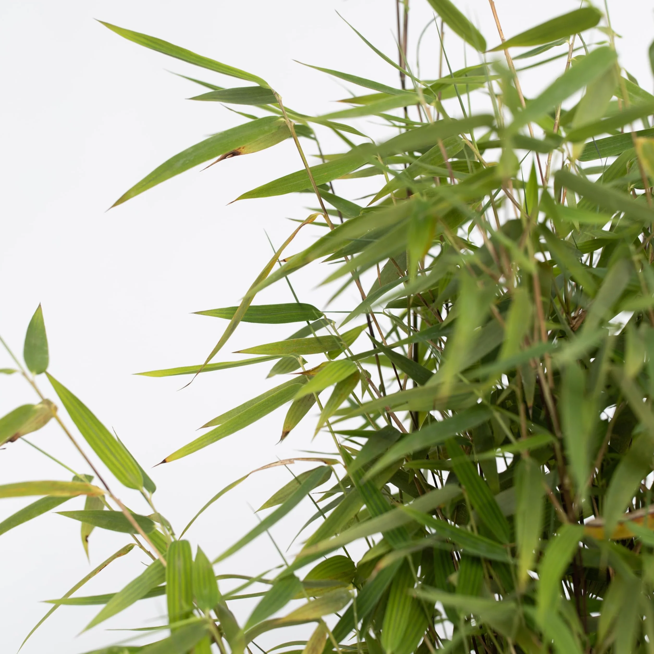 Plant in a Box - Fargesia lśniąca - Fargesia nitida 'Gansu' - Wysokość 60-80cm - Doniczka 17cm - Bambus nieinwazyjny - Zielony