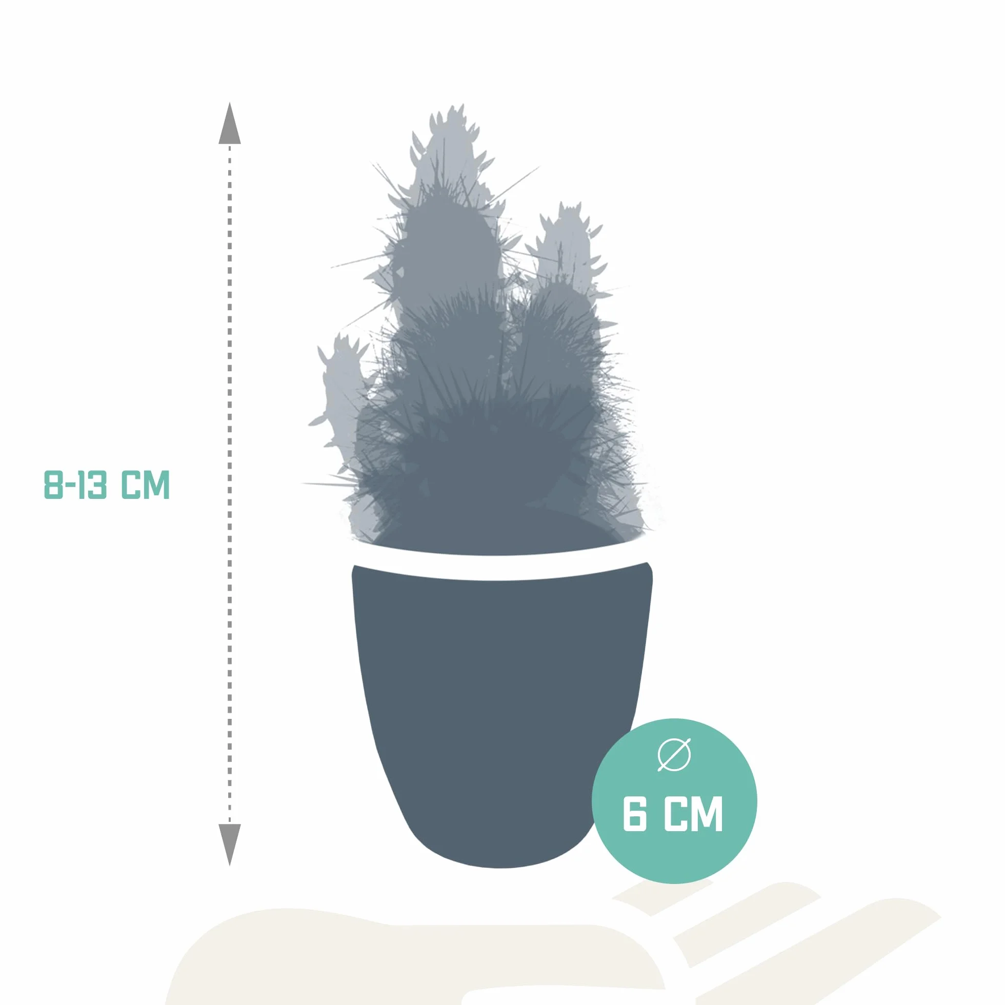Mieszanka kaktusów i sukulentów w białej doniczce | 15 sztuk | Ø 6 cm | 8-13 cm