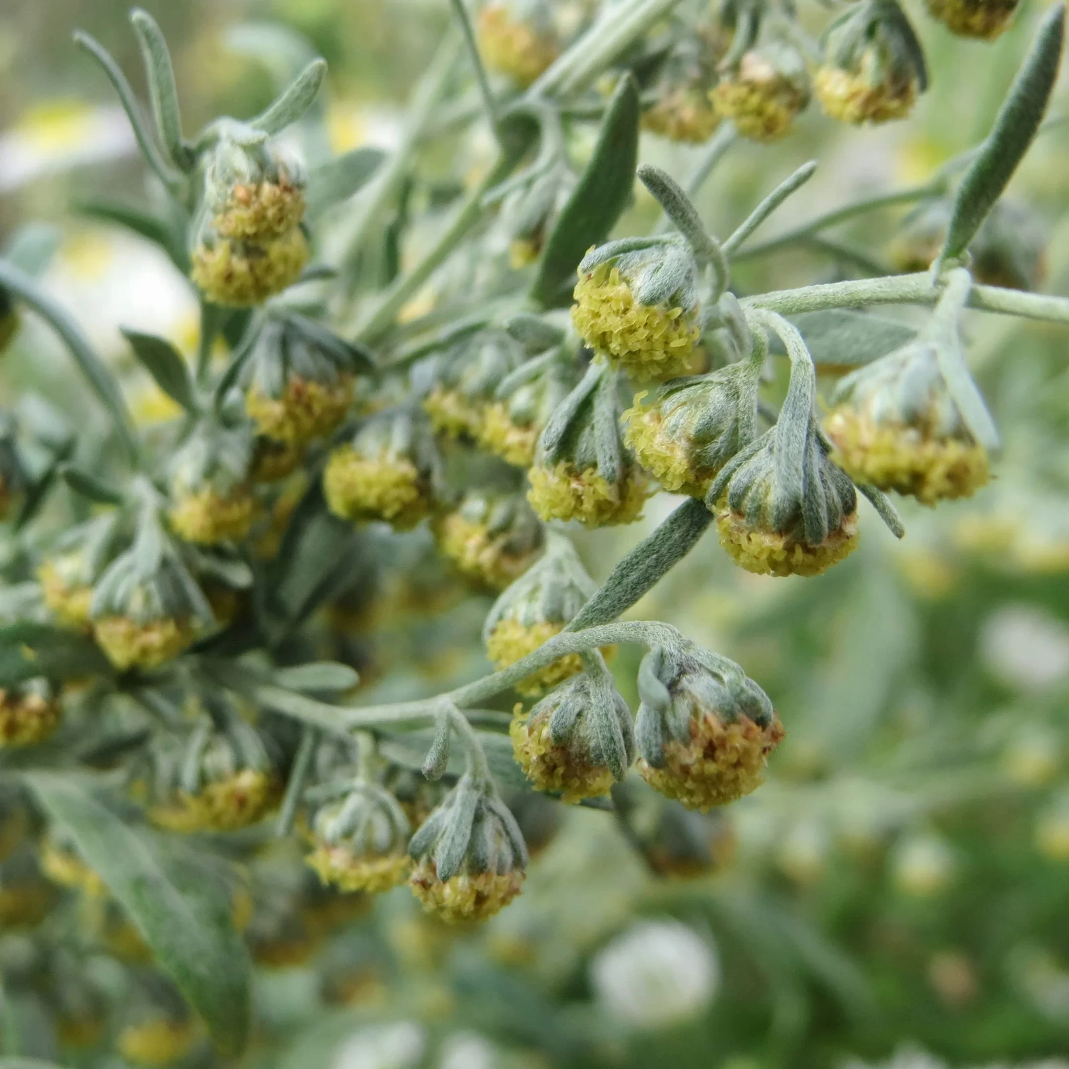 Piołun (Artemisia absinthium) - ok. 4000 nasion
