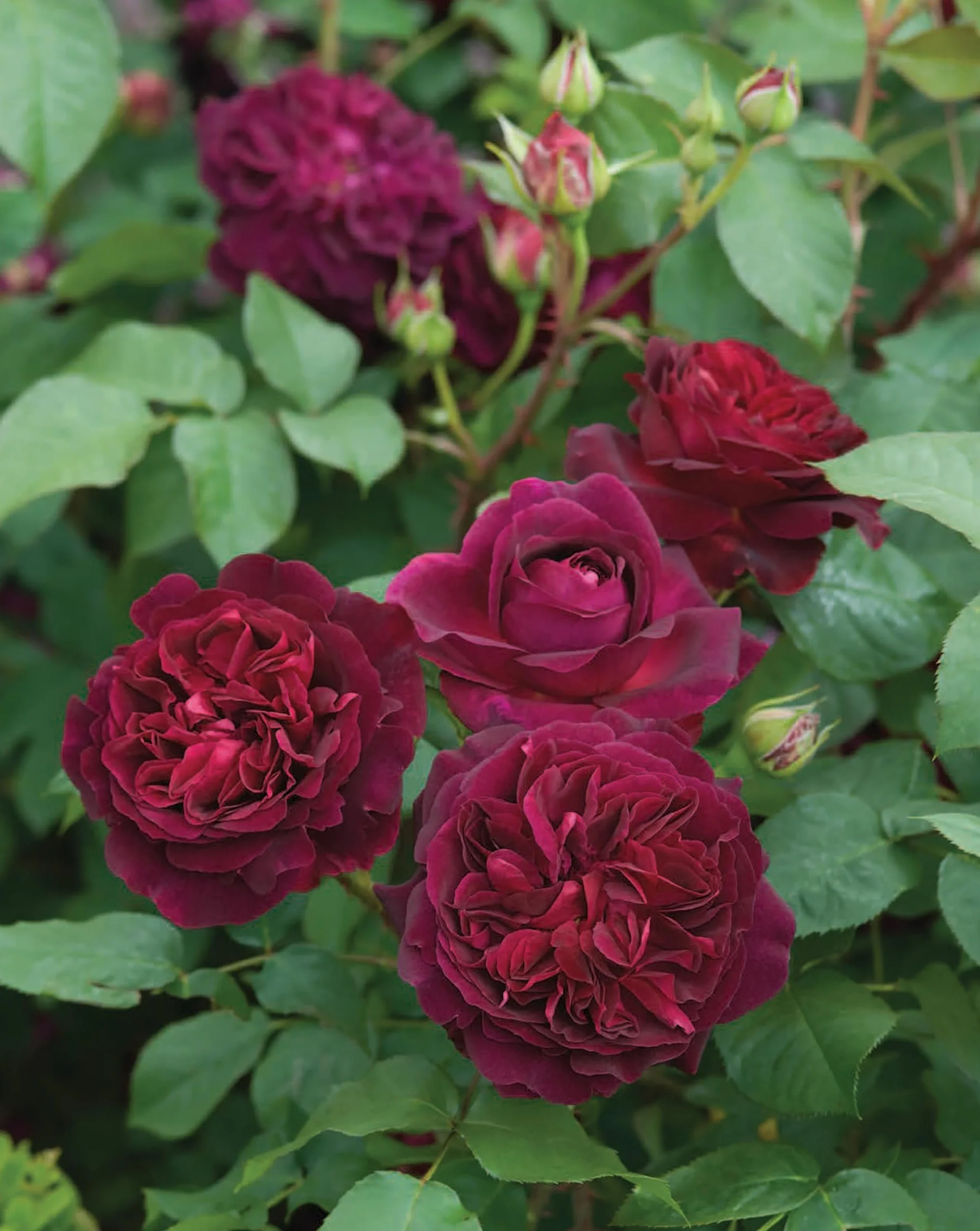 David Austin's English Roses