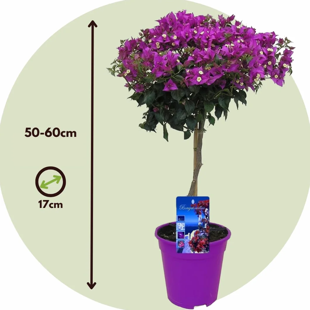 Plant in a Box - Bugenwilla Fioletowa na pniu - Kącicierń - Doniczka 17cm - Wysokość 50-60cm