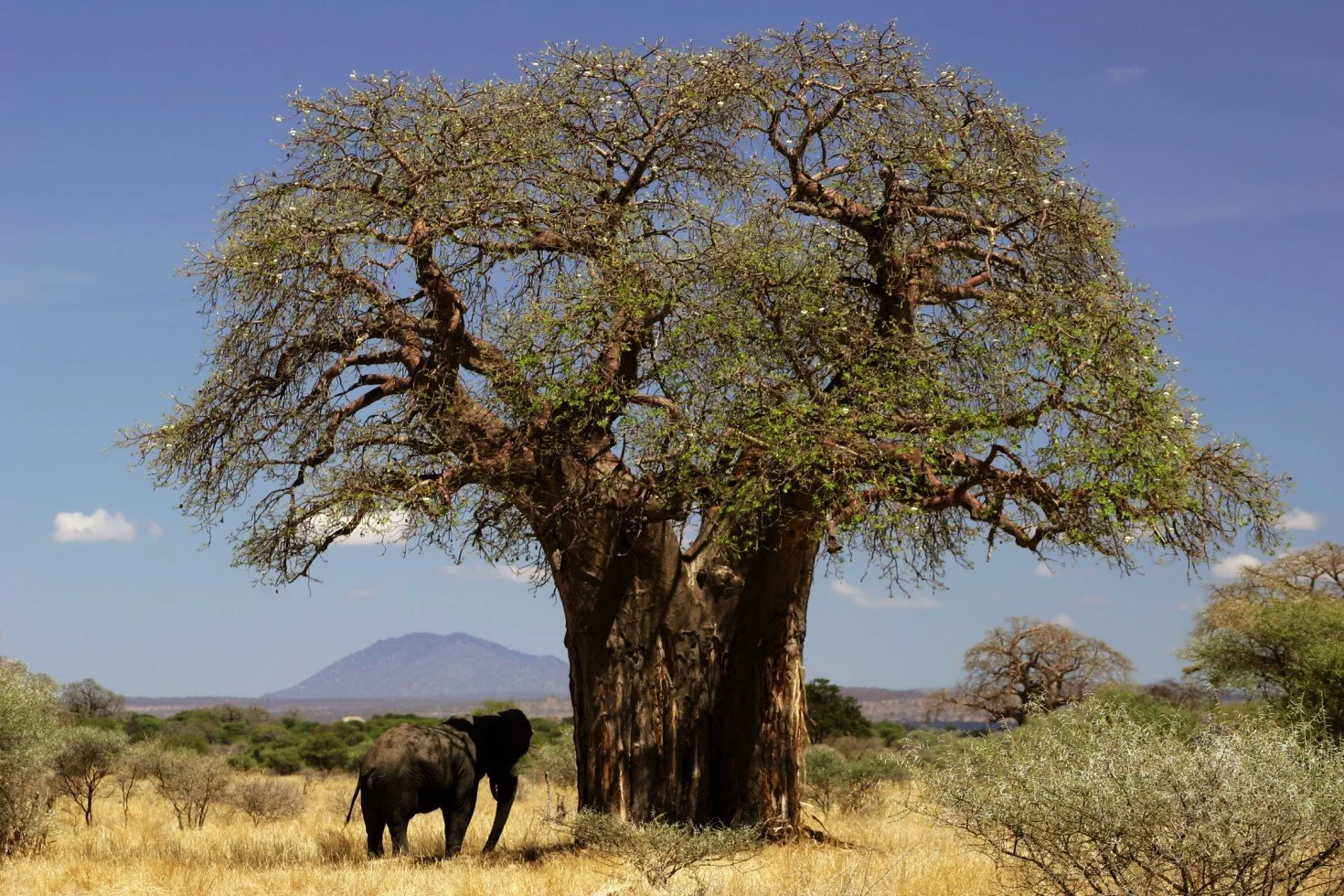 SAFLAX - Afrykańskie Drzewo Baobabu - 6 Nasiona - Adansonia digitata