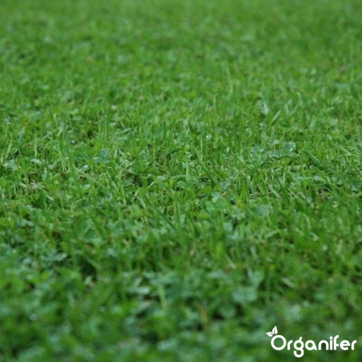 Trawnik Microclover - 100 G - 50 M2 - Wyższa tolerancja na ruch pieszy - Niskie wymagania pielęgnacyjne - Wzbogaca glebę - Naturalny środek chwastobójczy - Organizator
