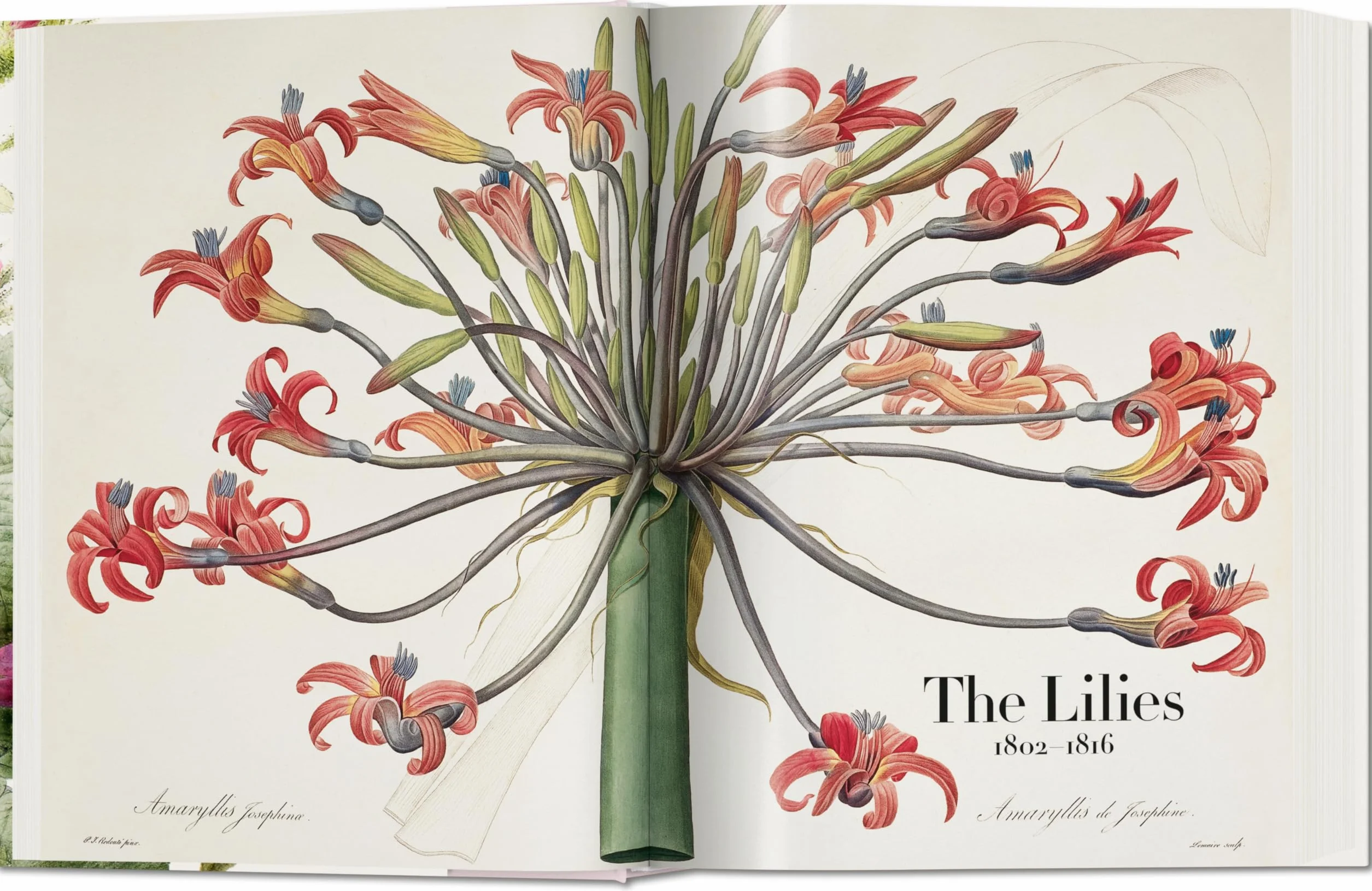 Redouté: El libro de las flores