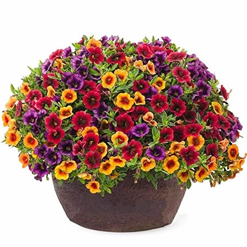 Portal Cool Acquista 3 ricevi 2 Gratis Calibrachoa Mix 100 szt. Semi Garden Volano Bonsai
