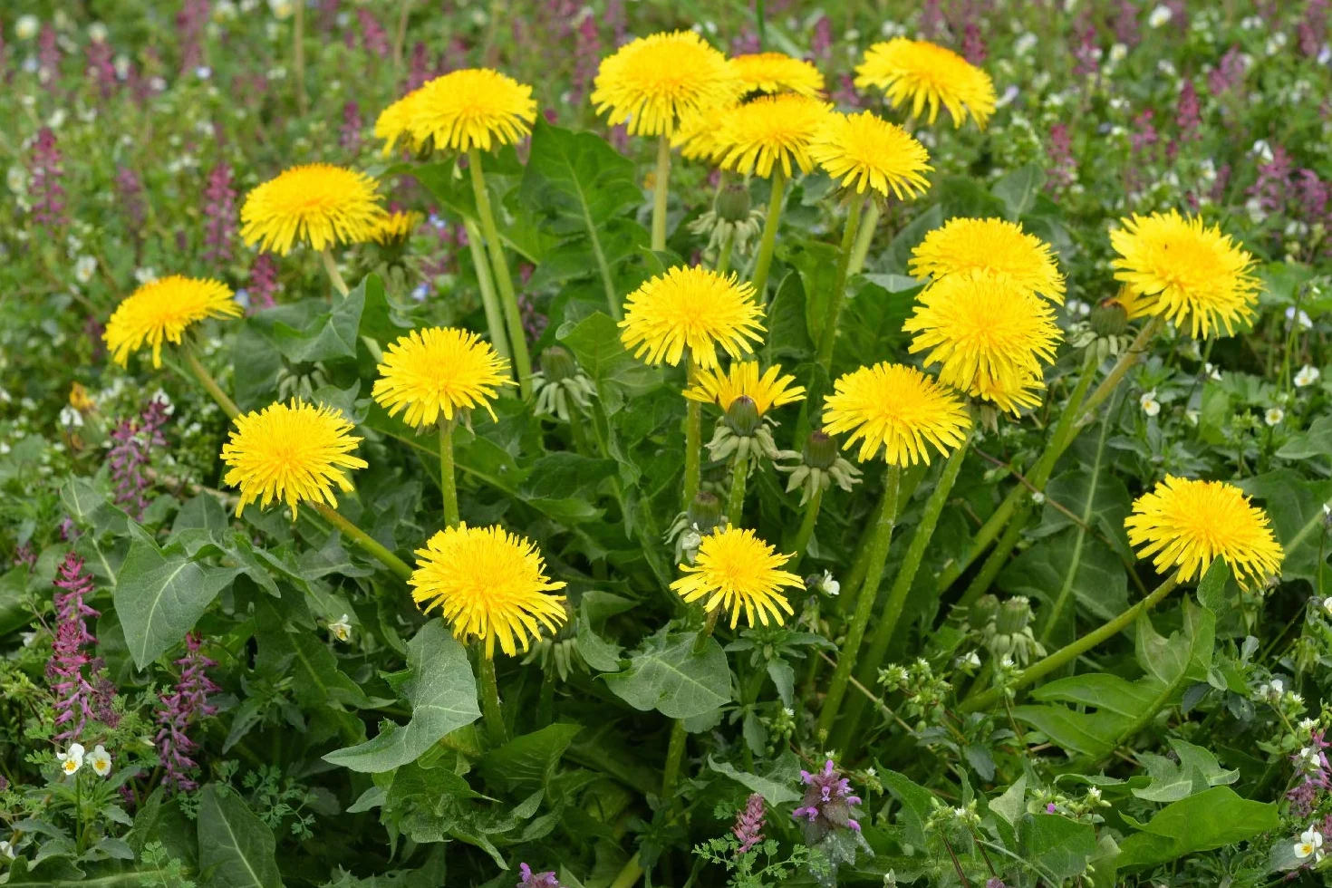 SAFLAX - Bio - Mniszek Lekarski - 400 Nasiona - Taraxacum officinale