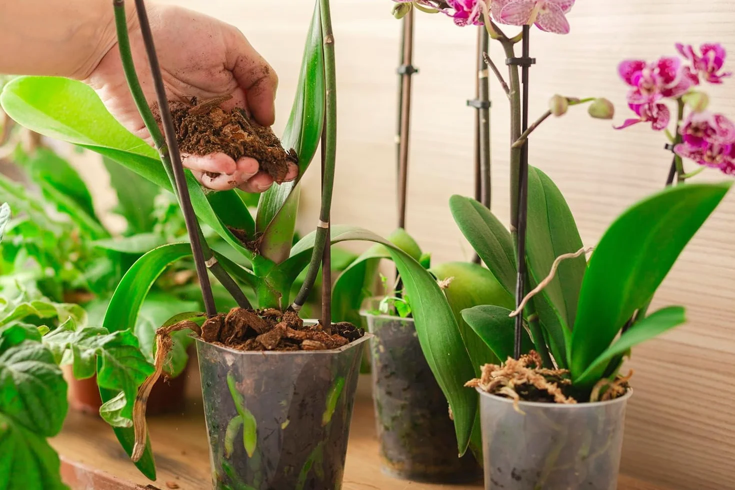 R&R SHOP – 100% naturalny chilijski torfowiec, podłoże do storczyków, bonsai, kokedama i pionowej zieleni (4L - 100gr)