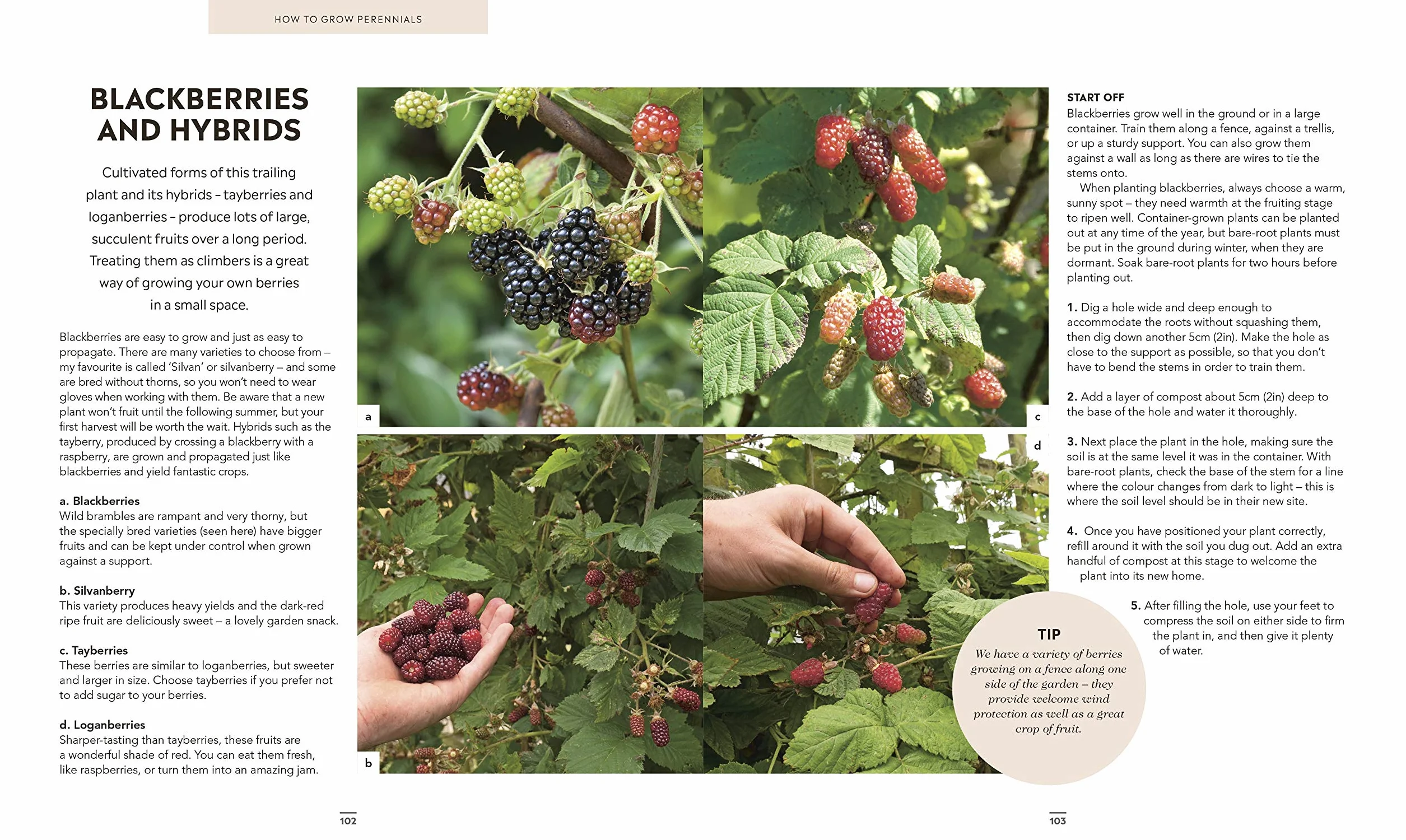 Grow Food for Free: The easy, sustainable, zero-cost way to a plentiful harvest