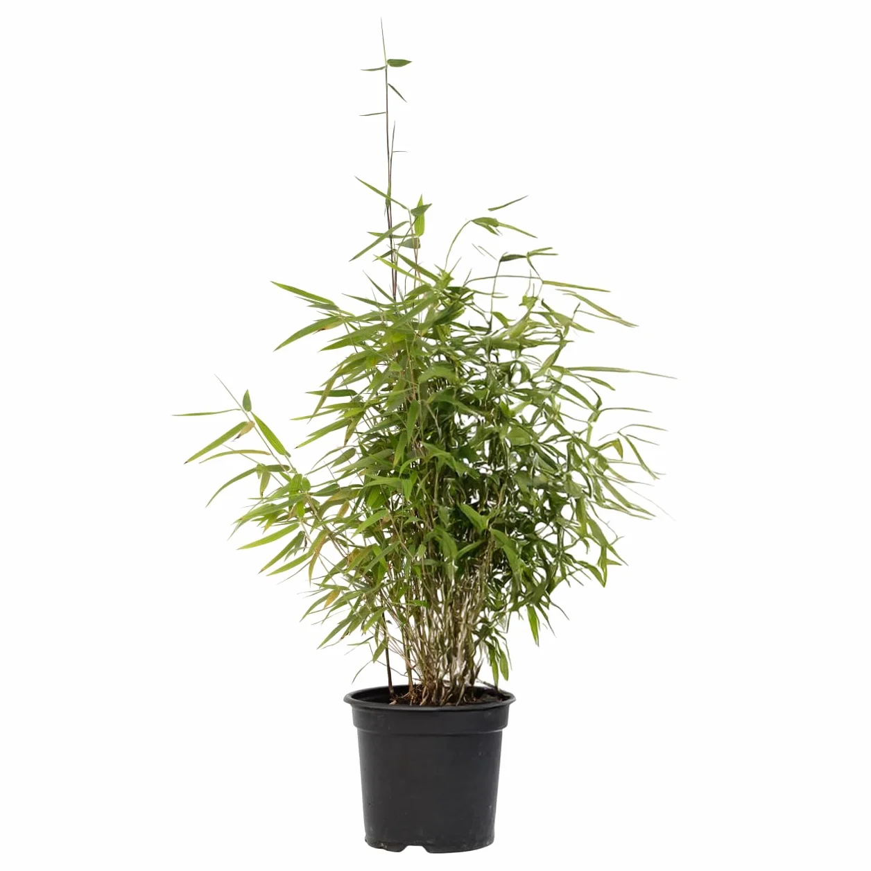 Plant in a Box - Fargesia lśniąca - Fargesia nitida 'Gansu' - Wysokość 60-80cm - Doniczka 17cm - Bambus nieinwazyjny - Zielony