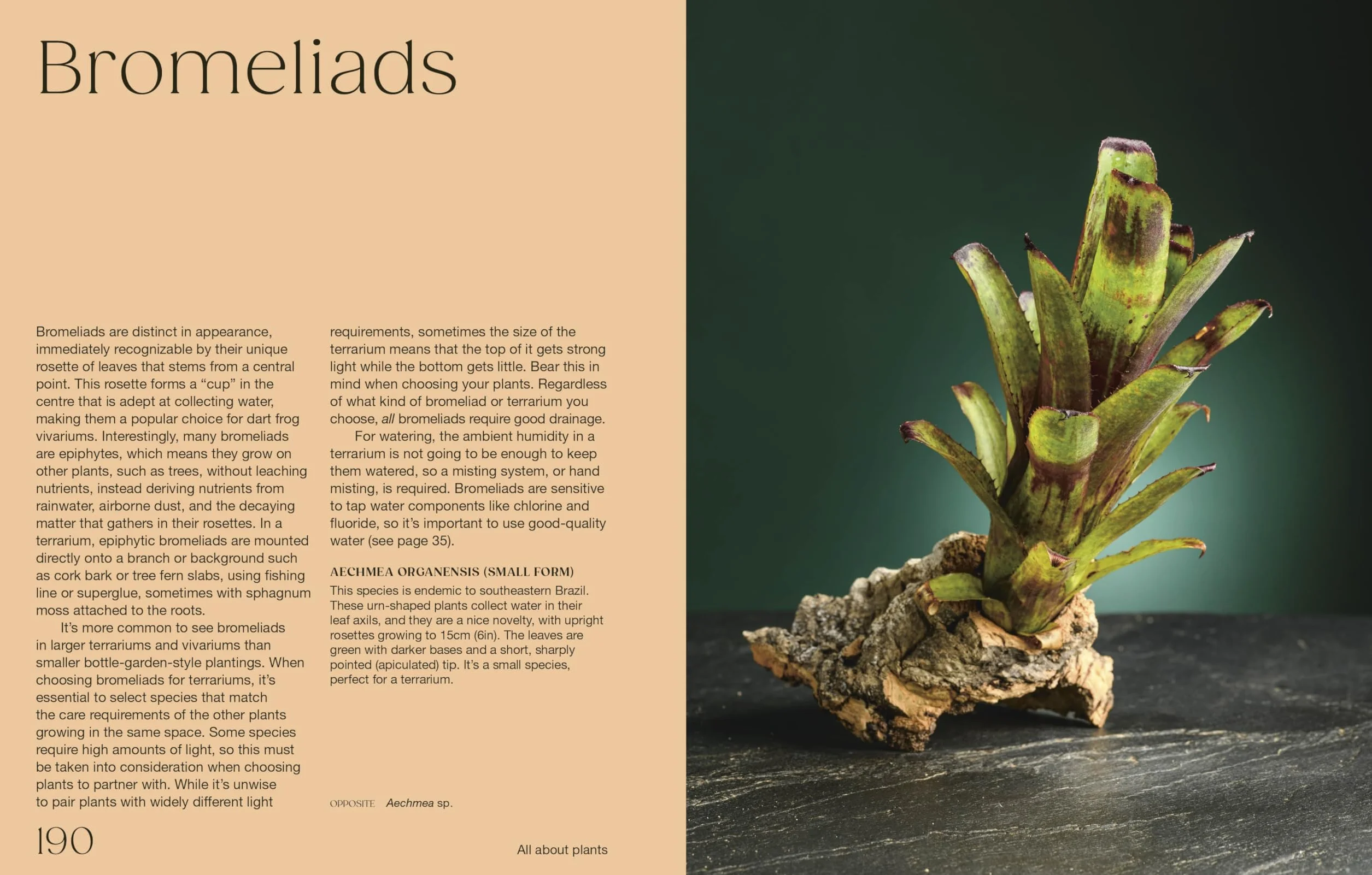 Hello Tiny World: An Enchanting Journey into the World of Creating Terrariums