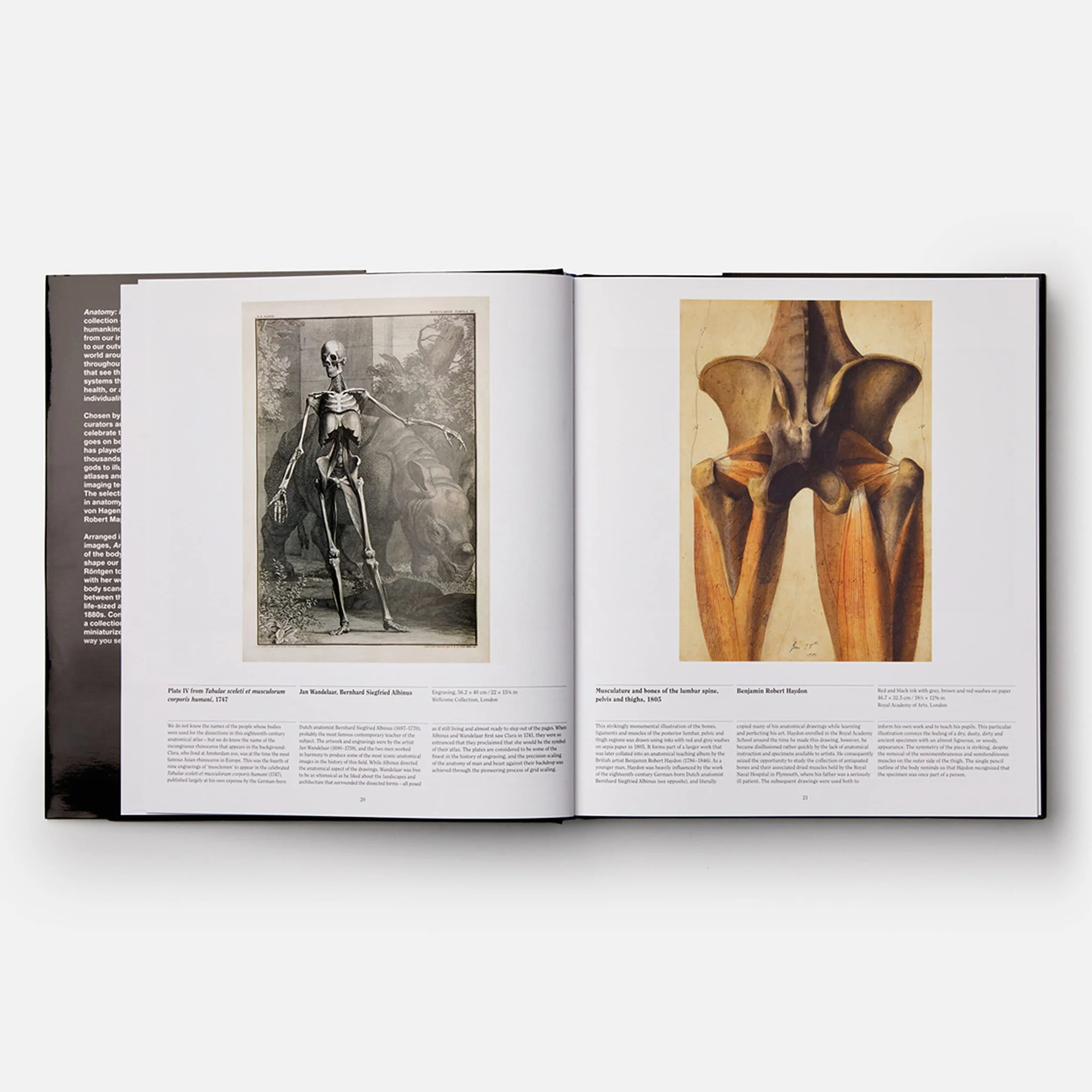 Anatomy: Exploring the Human Body