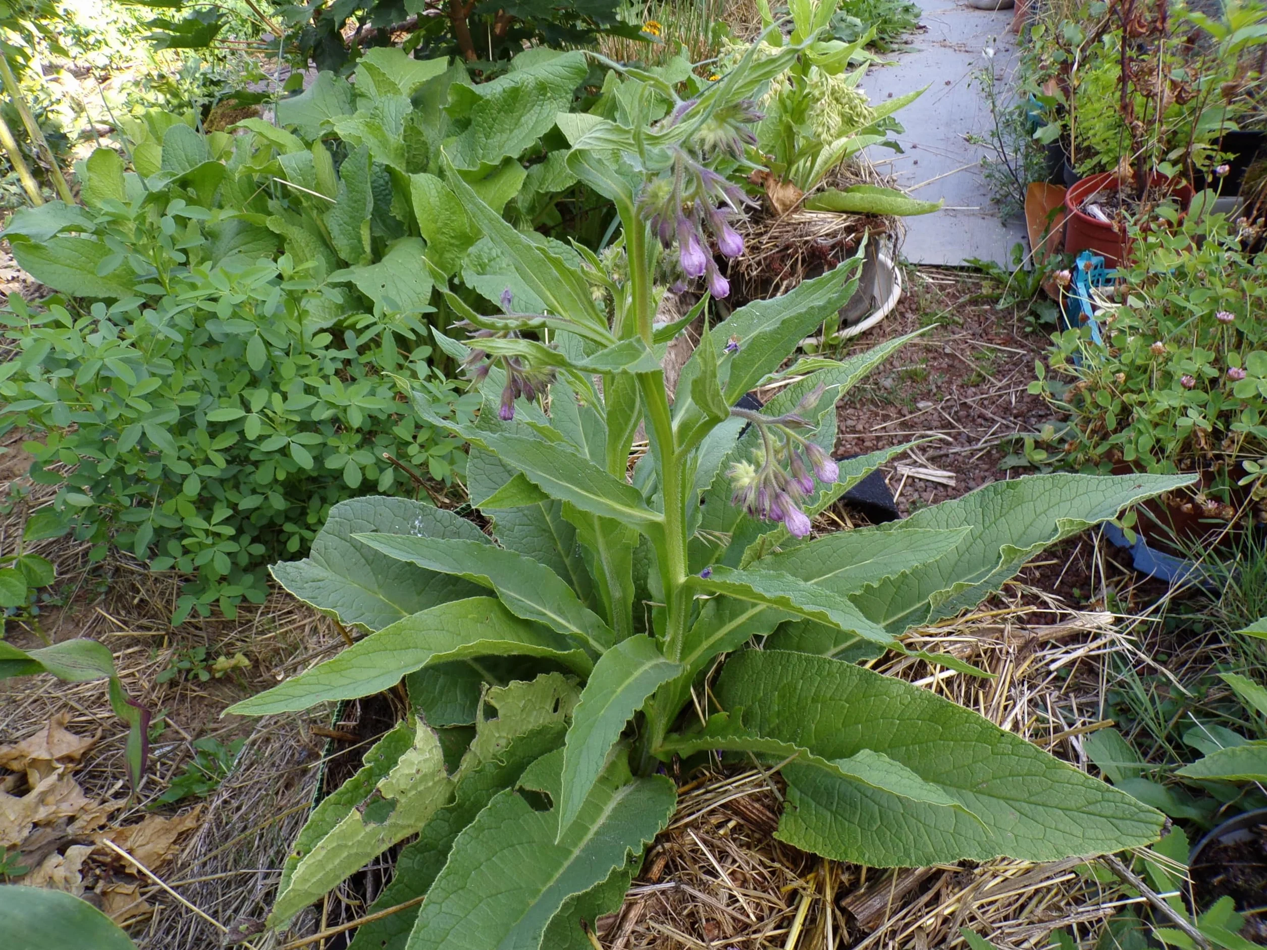 Żywokost NT - Symphytum Officinale (zielony nawóz) SEM14