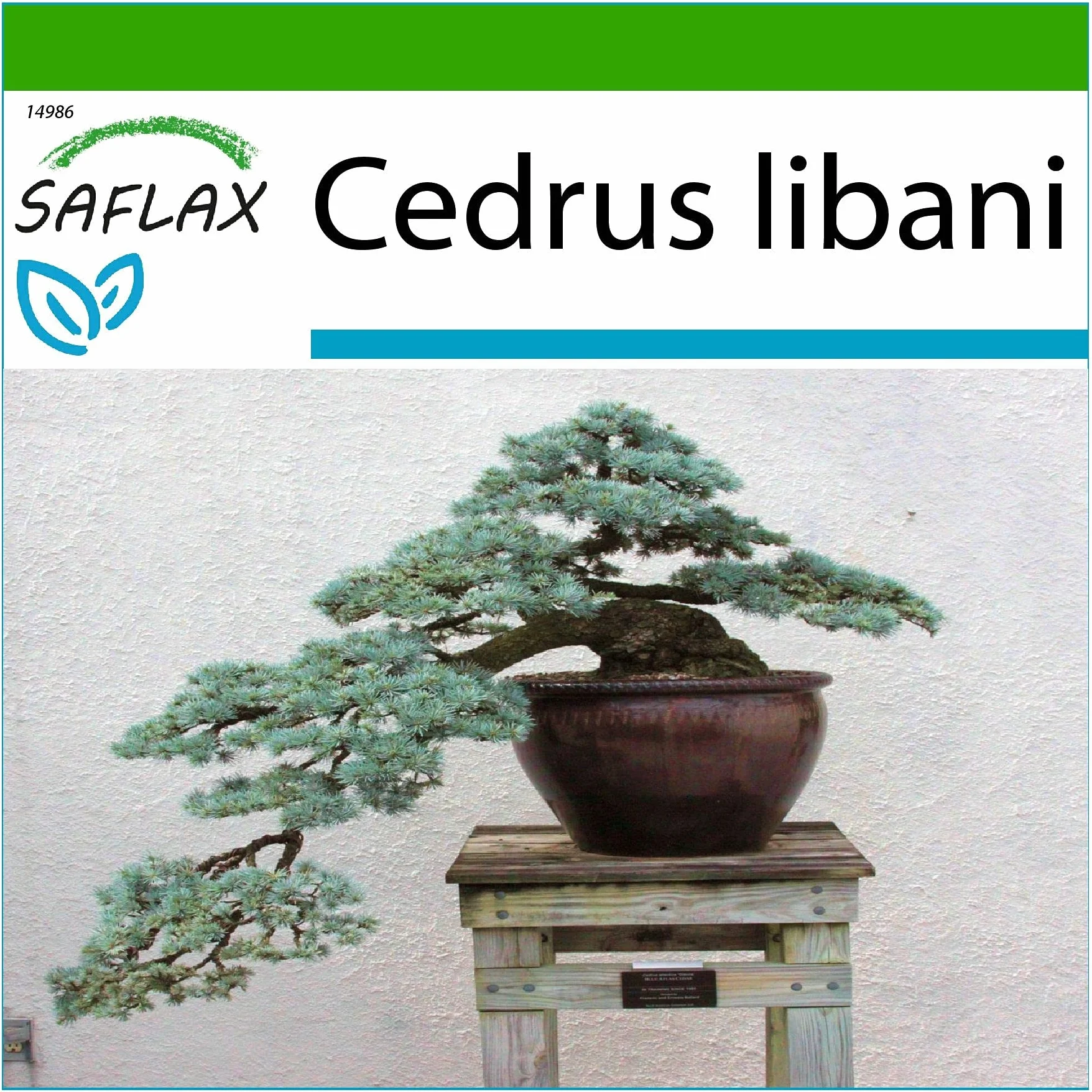 SAFLAX - Bonsai - Cedr Libański - 20 Nasiona - Z pożywką wolną od zarazków - Cedrus libani