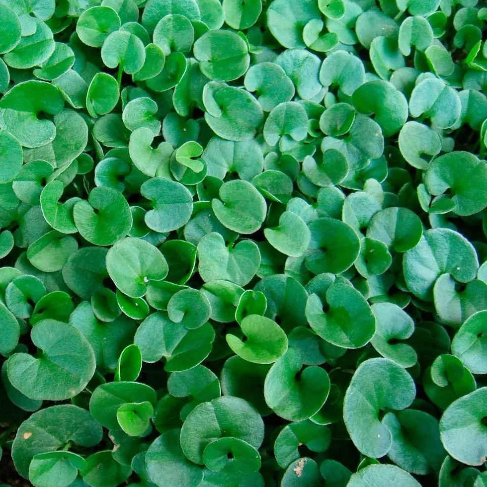R&R SHOP - Nasiona trawnika, Dichondra Repens, Origin USA, odporne i dekoracyjne (200gr - 20mq)