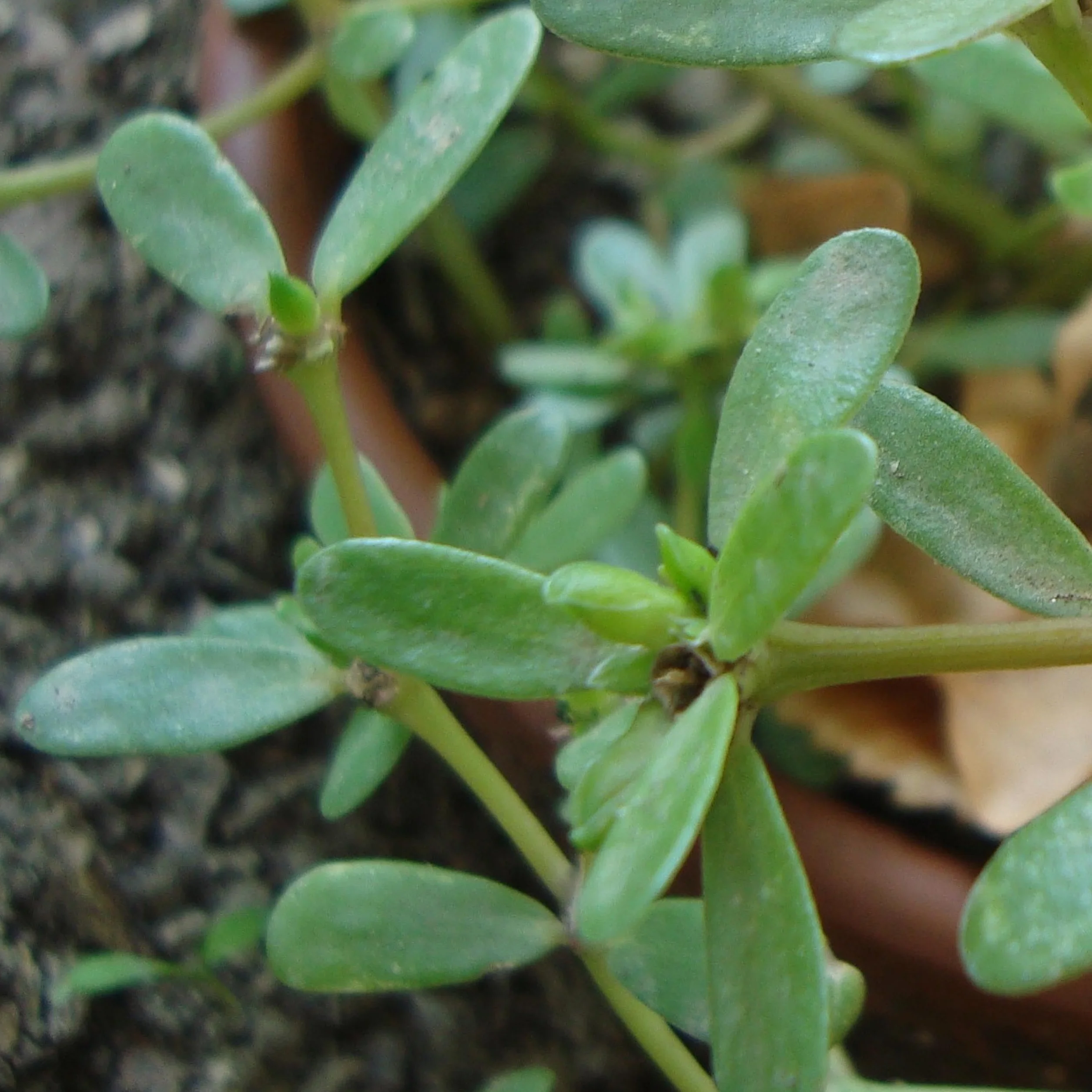 Portulaka pospolita 'Barbin' (Portulaca oleracea var. sativa) Organic - ok. 800 nasion
