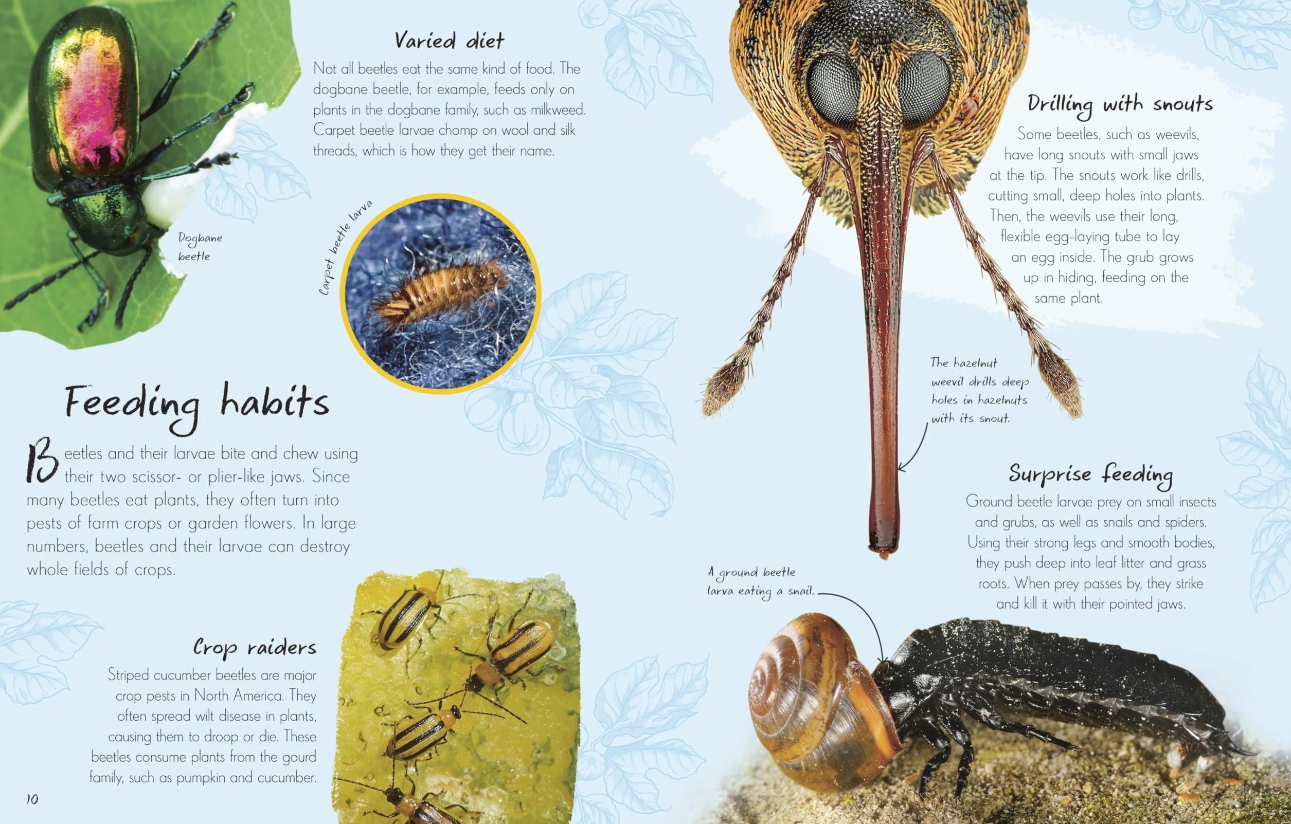 An Anthology of Beetles: A Collection of Brilliant Beetles from Around the World